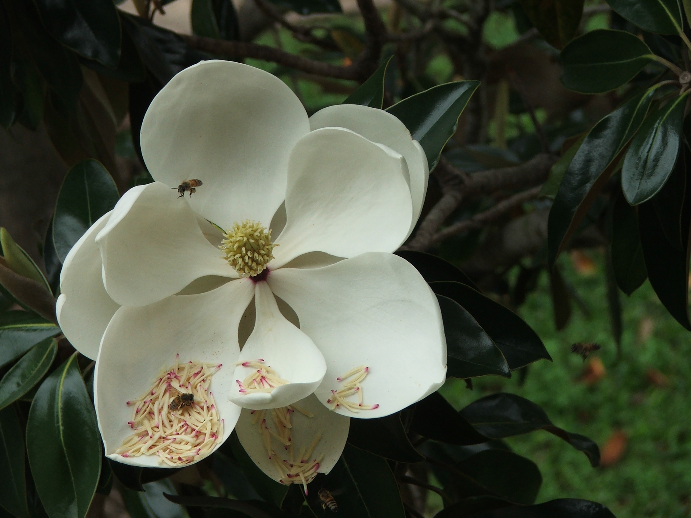 Southern Magnolia Flower with Bees