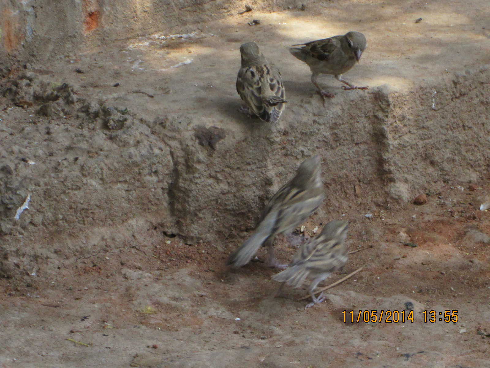 Sparrows in forest land.