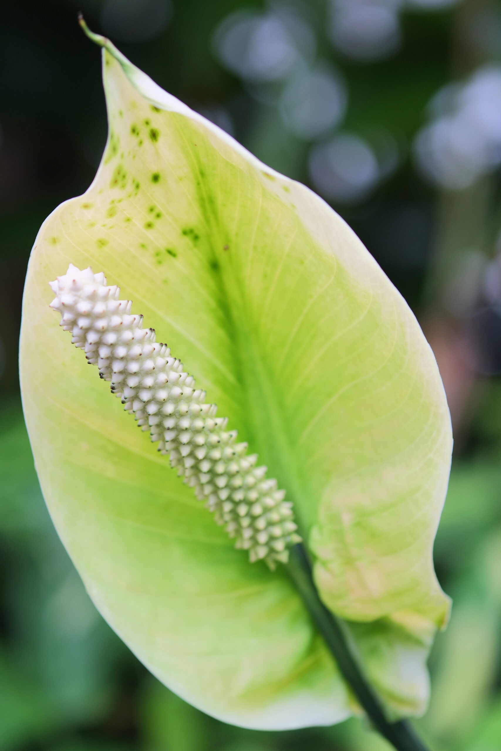 Spathiphyllum commutatum flower (spadix and spathe)