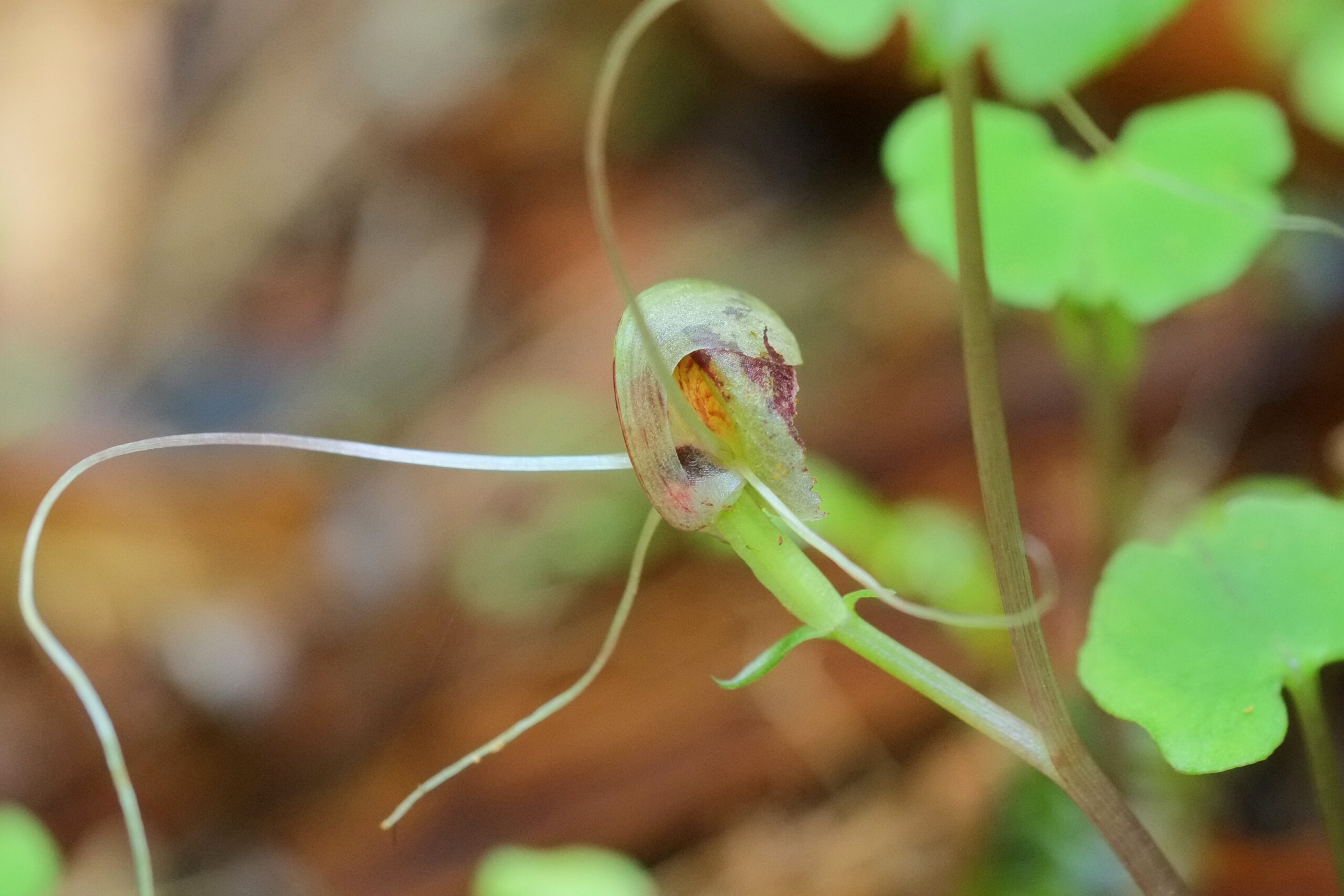 Spider Orchid close-up