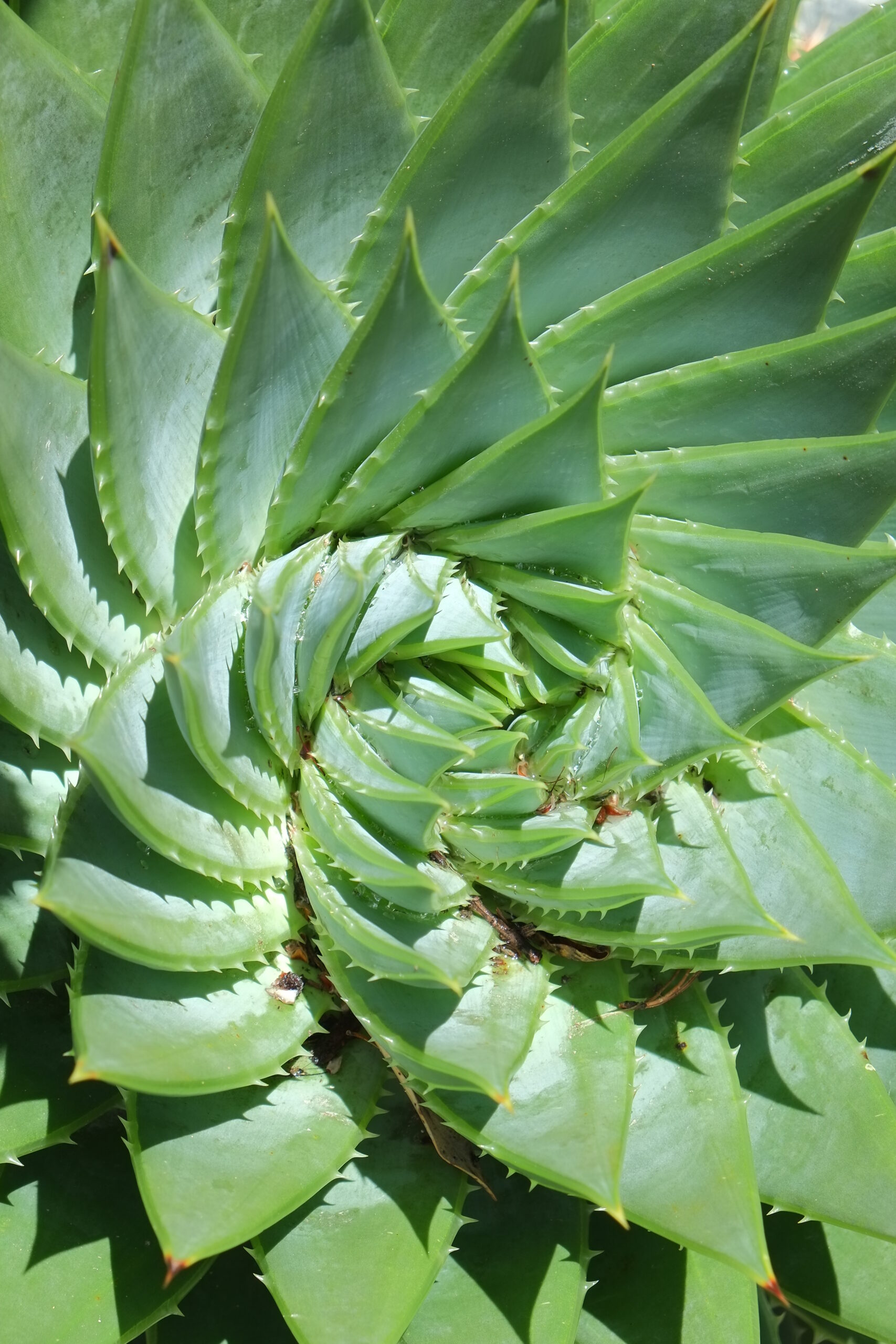Spiral aloe spirals from top