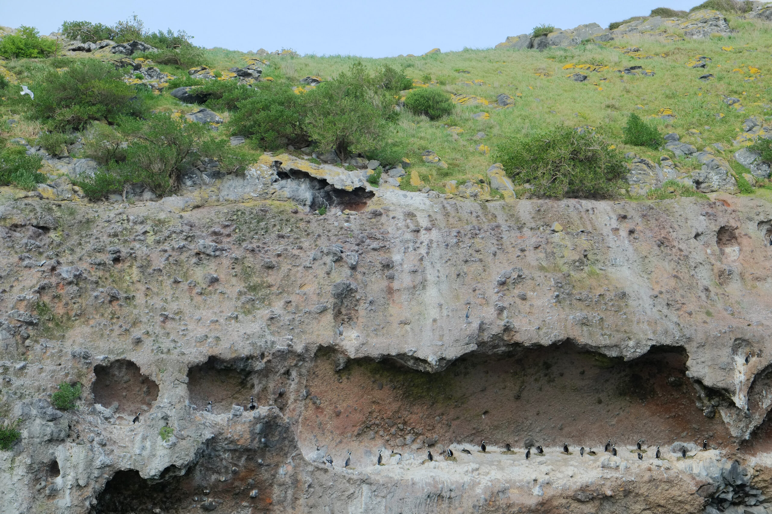 Spotted Shag colony at Taiaroa Head