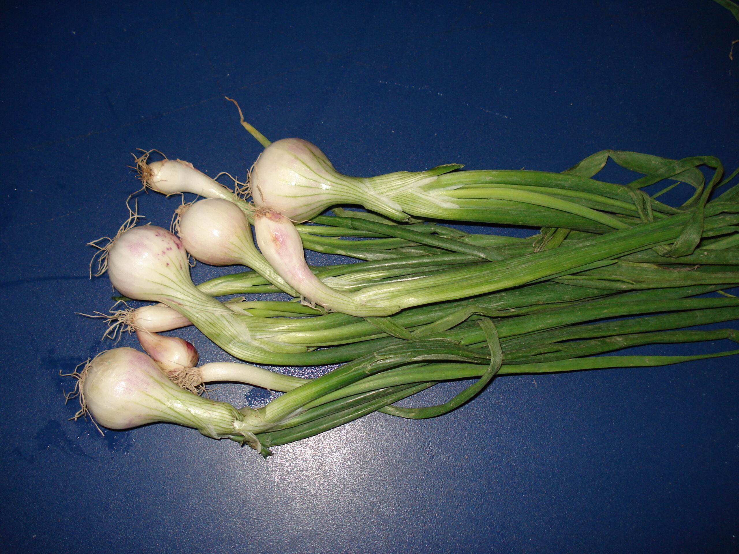 Spring onion whole