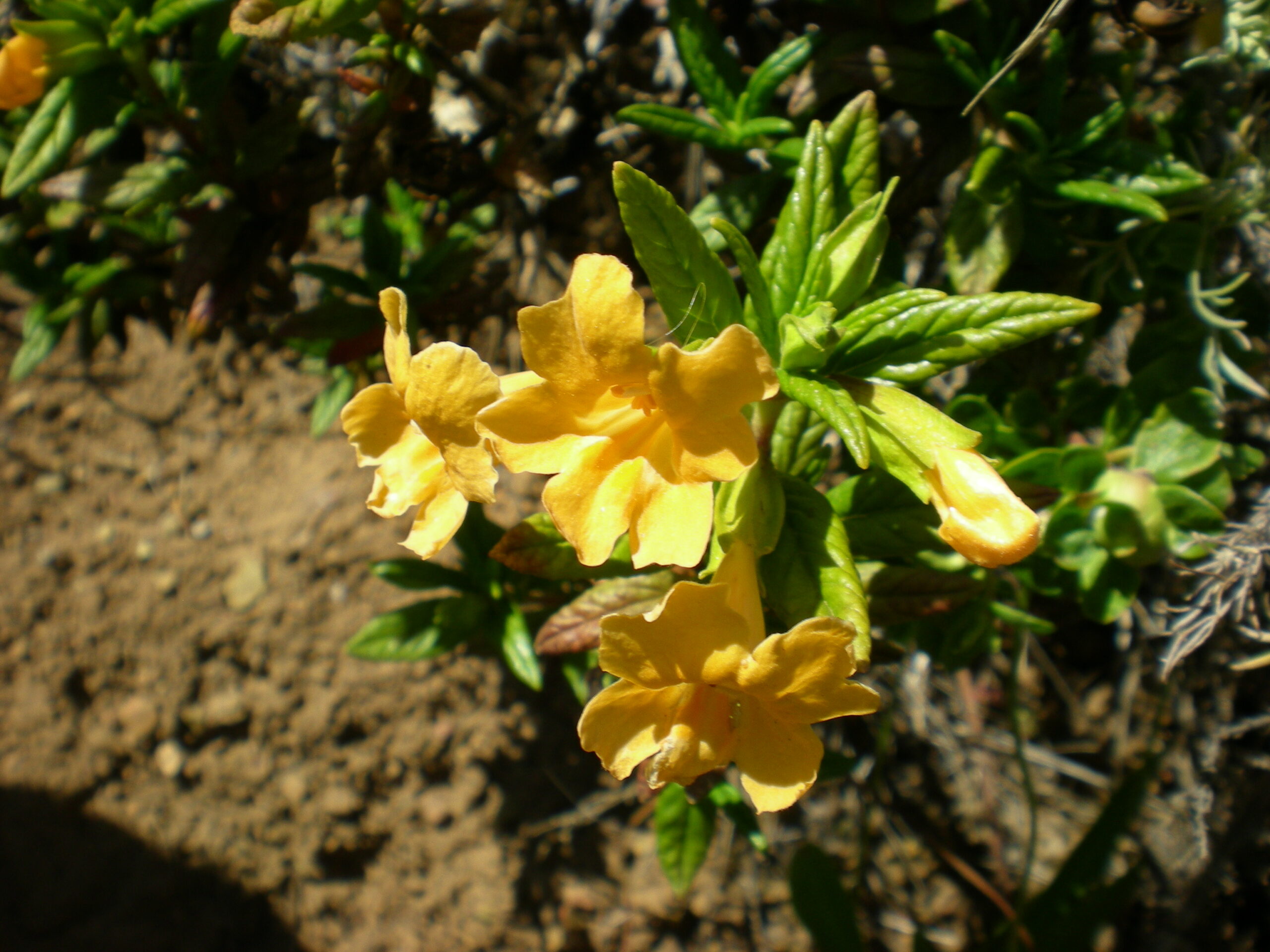 Sticky Monkey Flower - Mimulus aurantiacus
