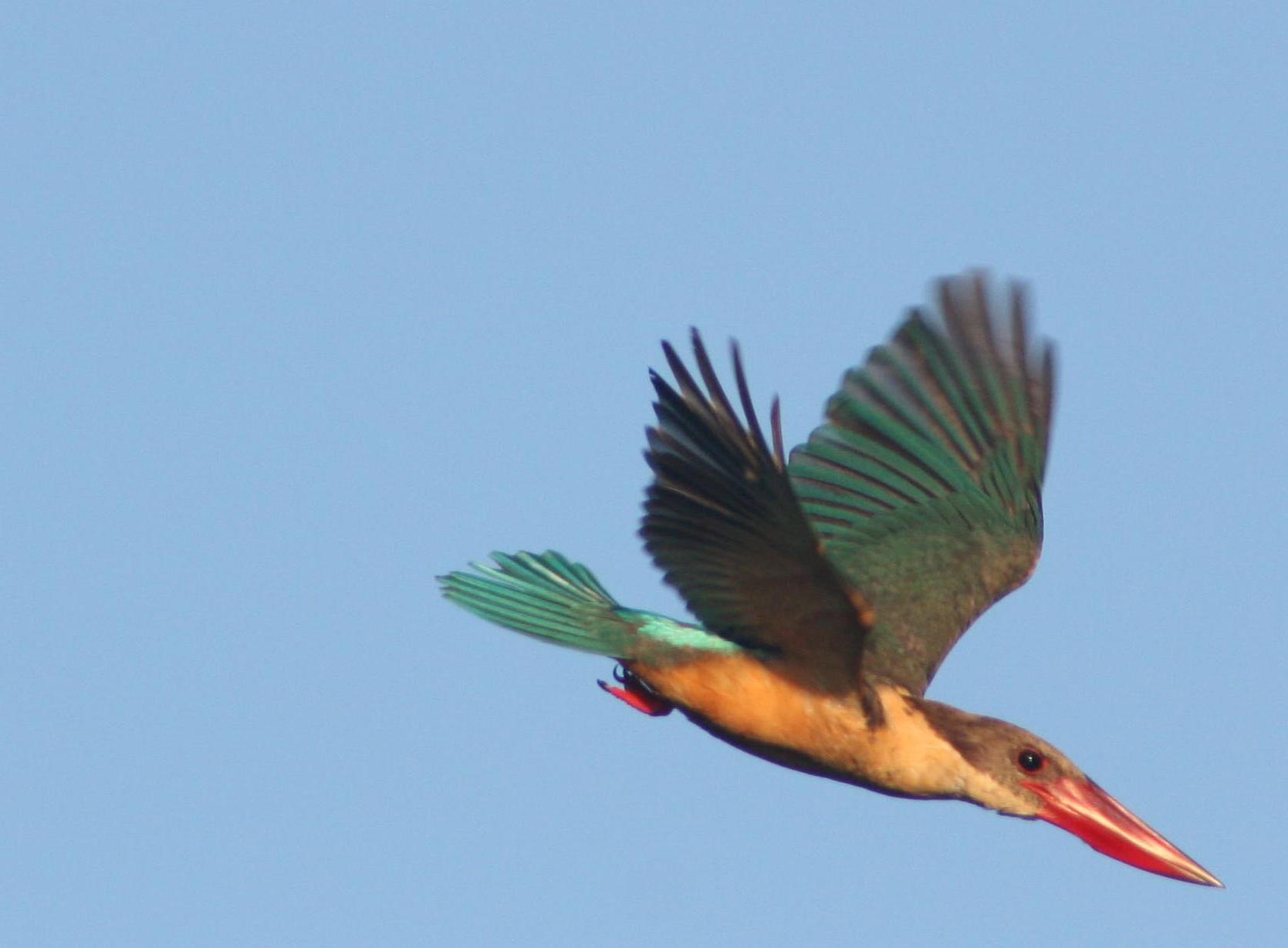 Stork-billed Kingfisher
