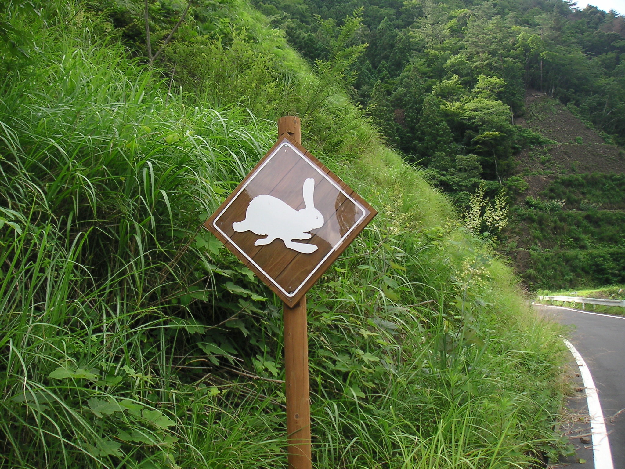 Street sign animal warning