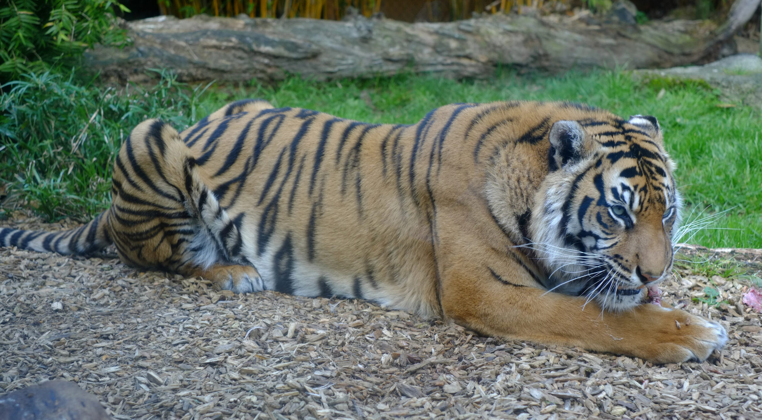 Sumatran Tiger 'Oz' in Auckland Zoo