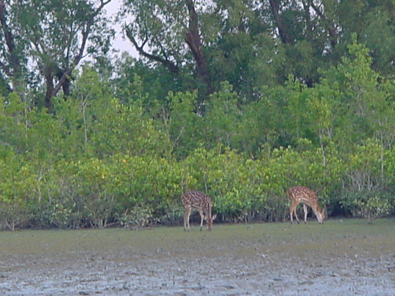 Sundarbans02