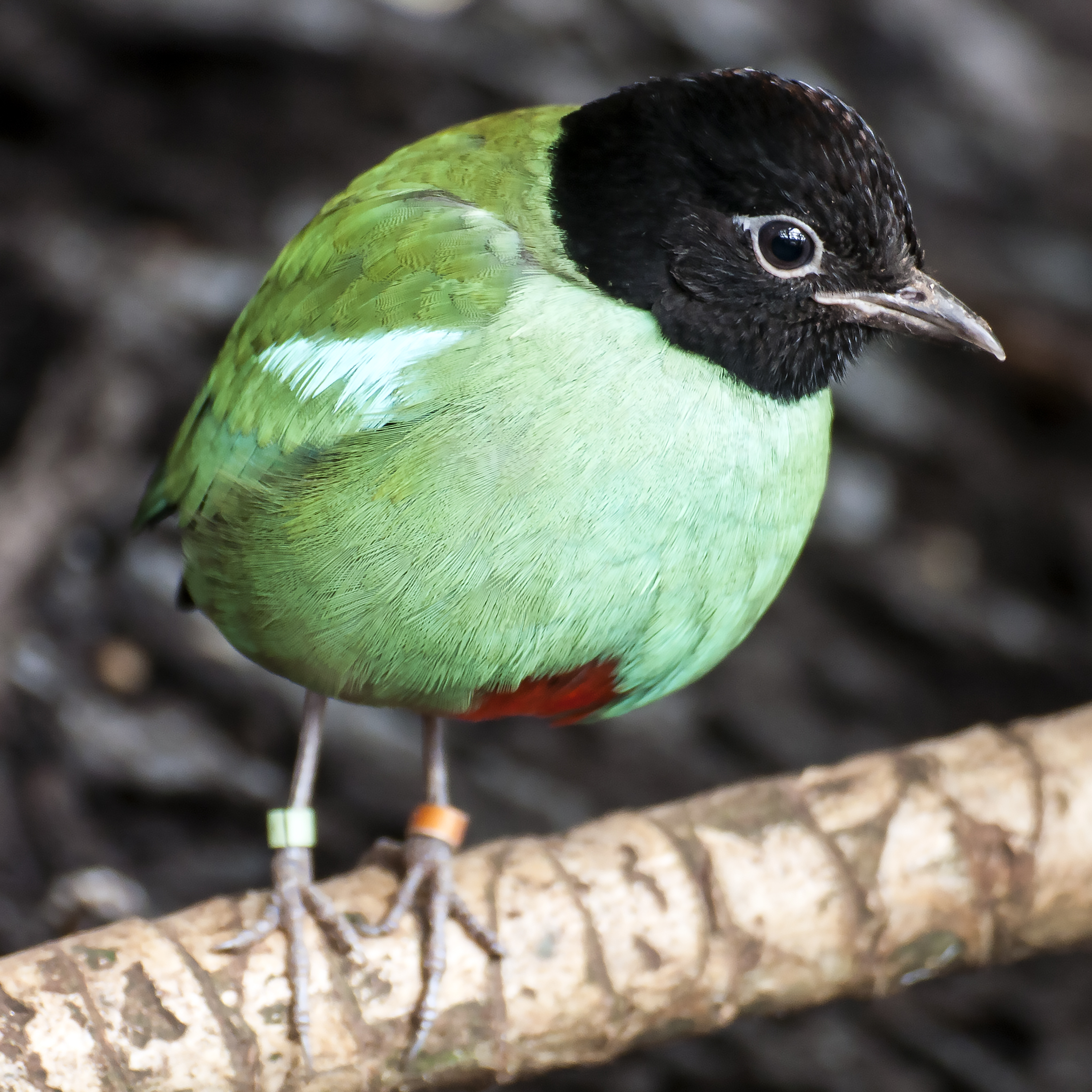 Svarthuvad pitta