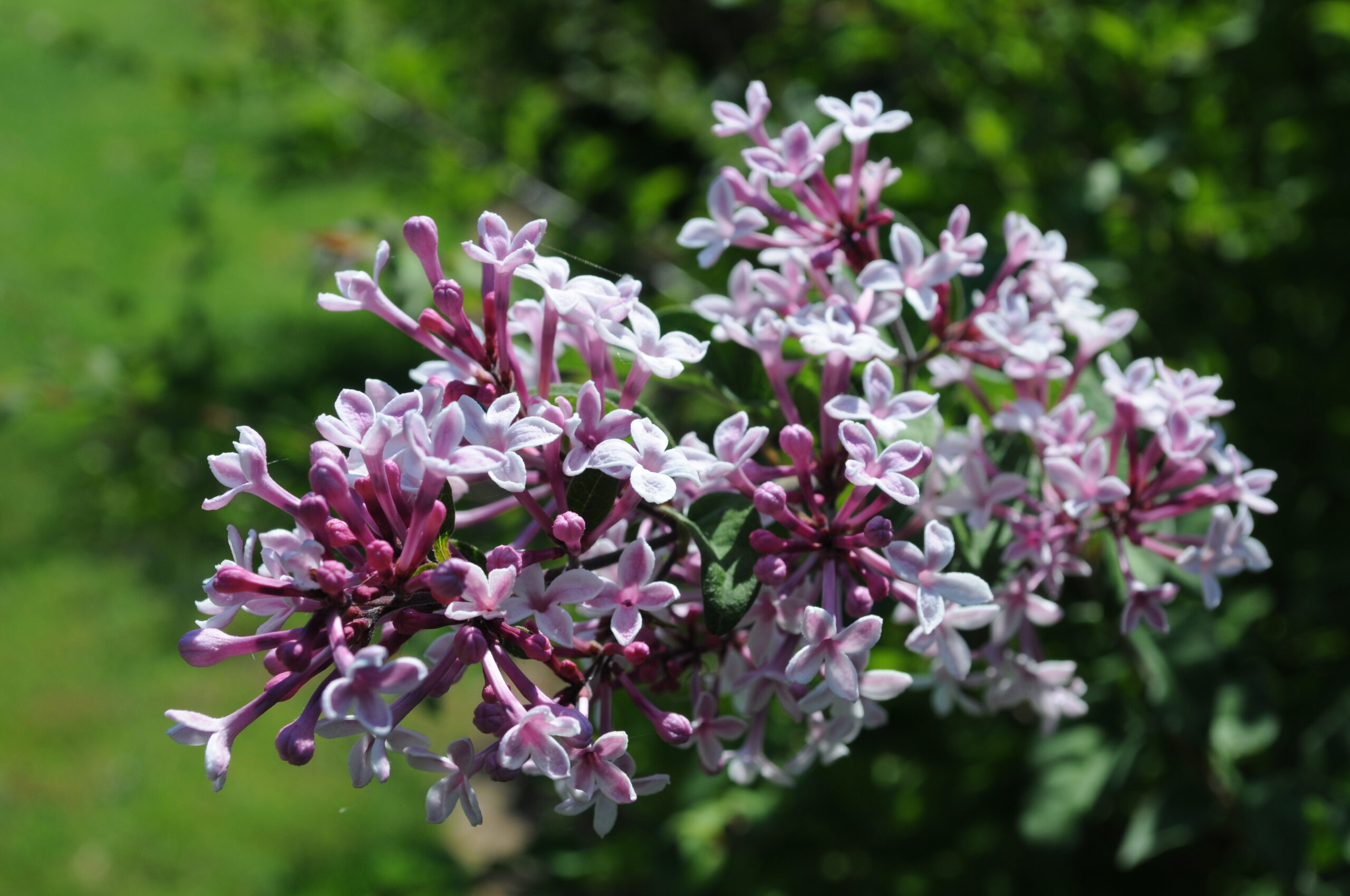 Syringa microphylla 'Superba' flowers at Hulda Klager Lilac Gardens