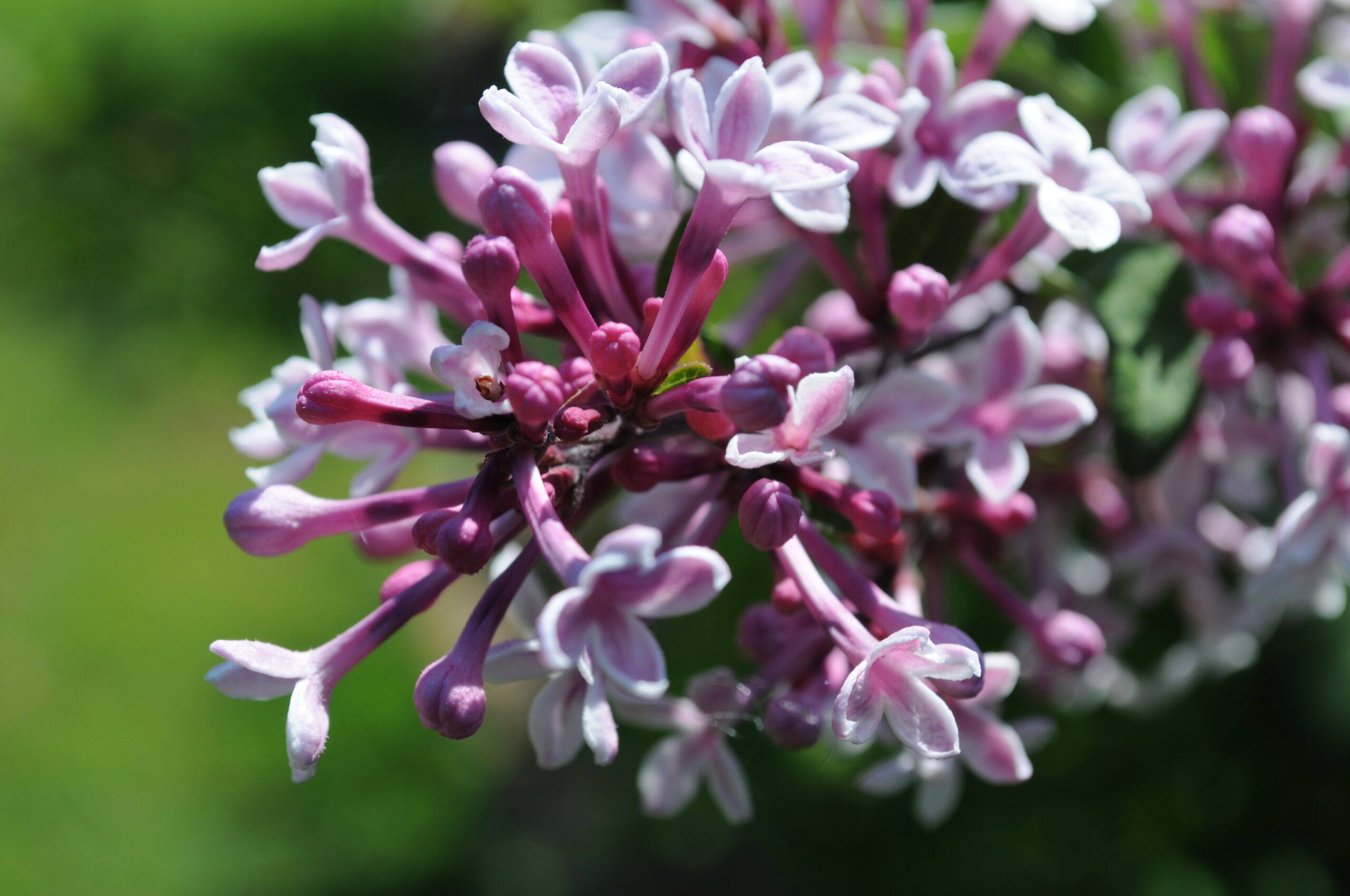 Syringa microphylla 'Superba' flowers closeup at Hulda Klager Lilac Gardens