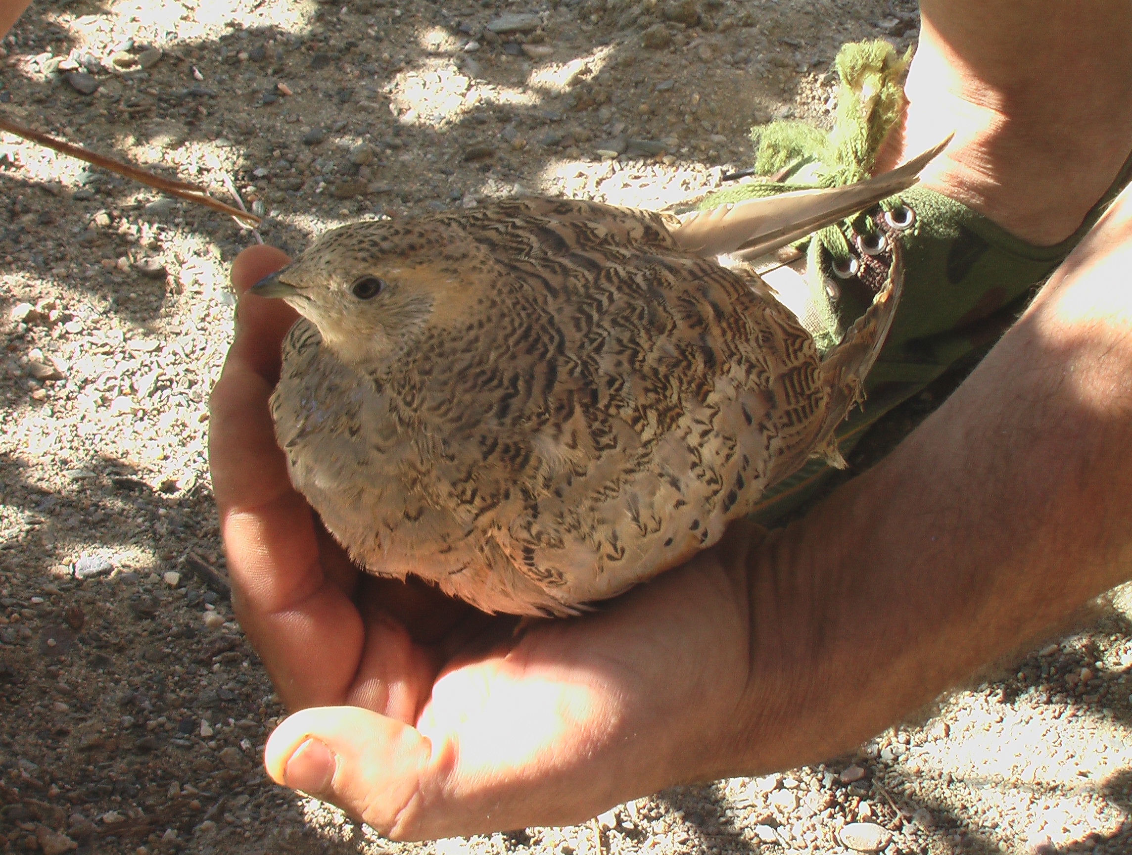Syrrhaptes paradoxus 2