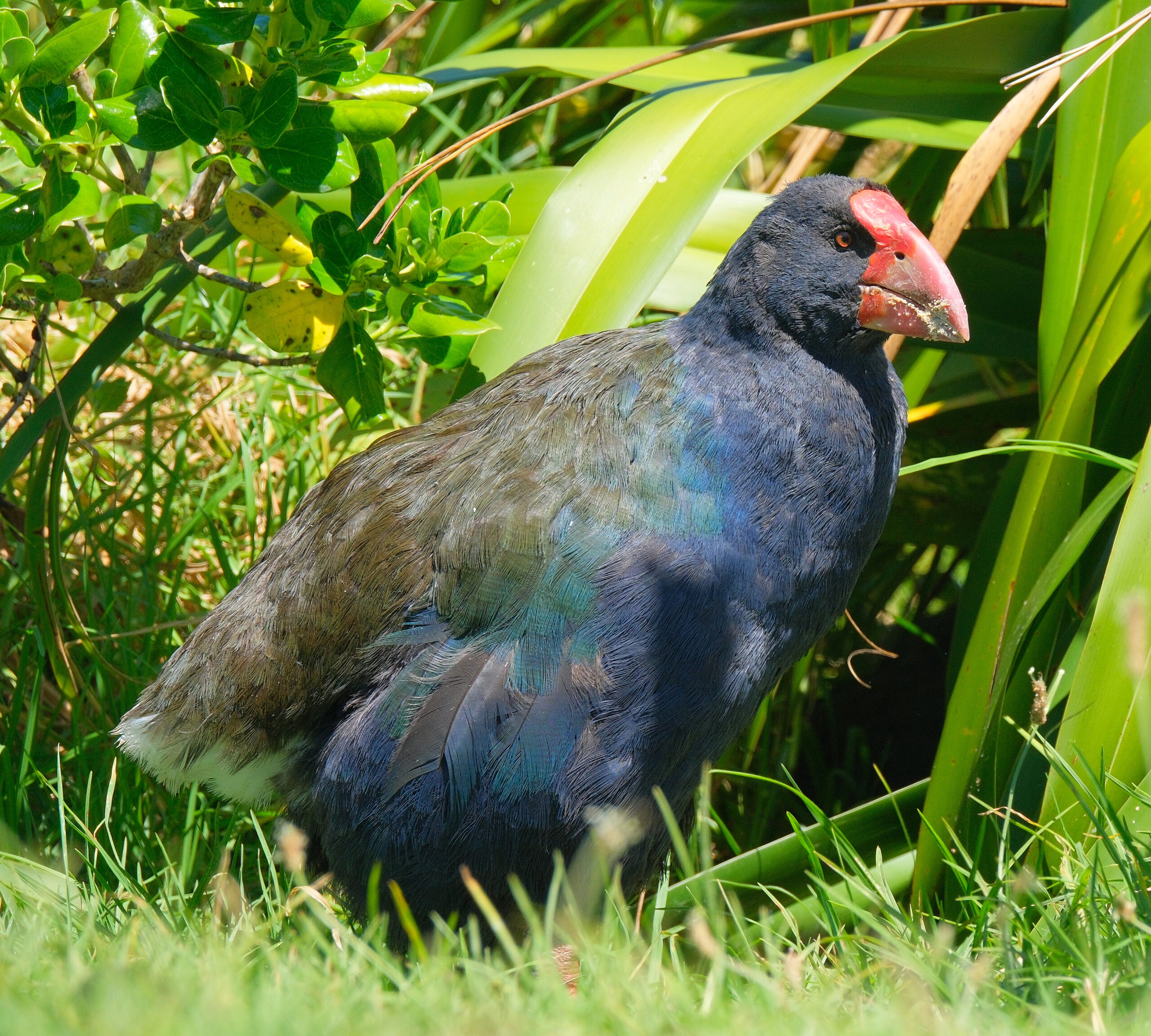 Takahe standing in grass (Rotoroa Island)