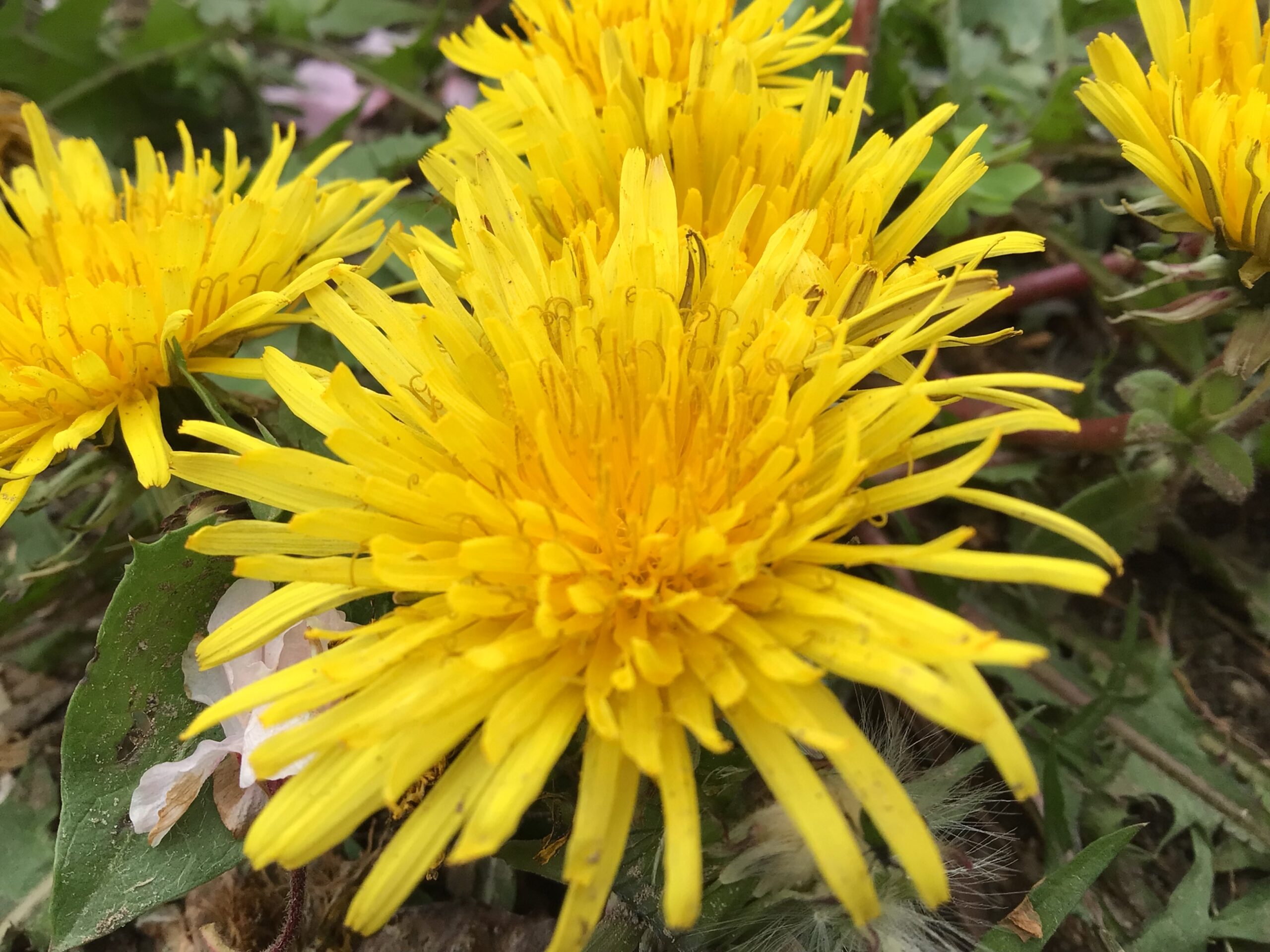 Taraxacum officinale1121