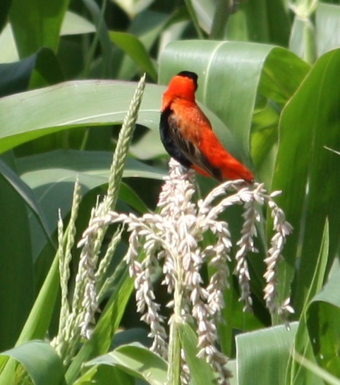 The Meskel Bird
