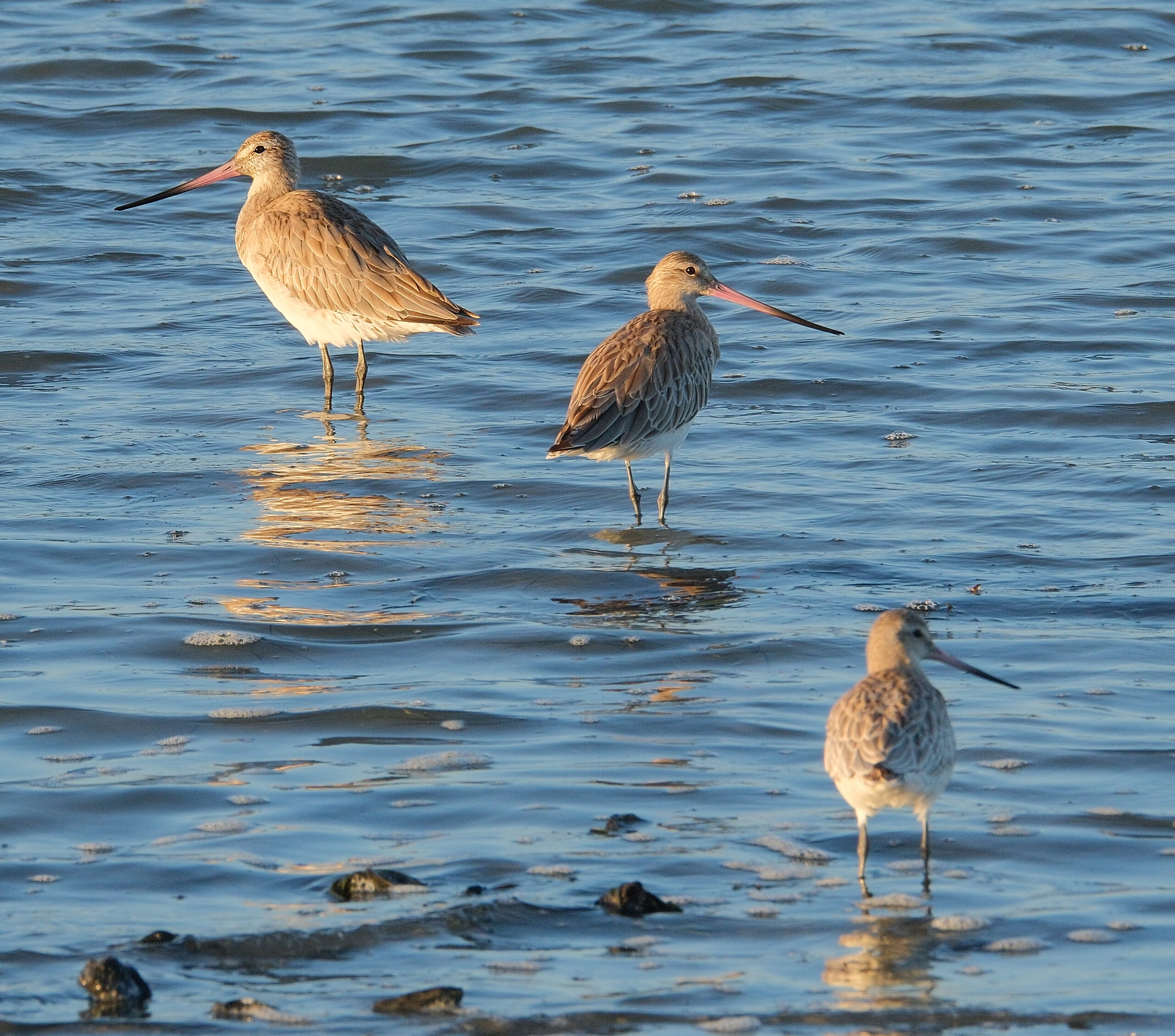 Three bar-tailed godwits standing in shallow water