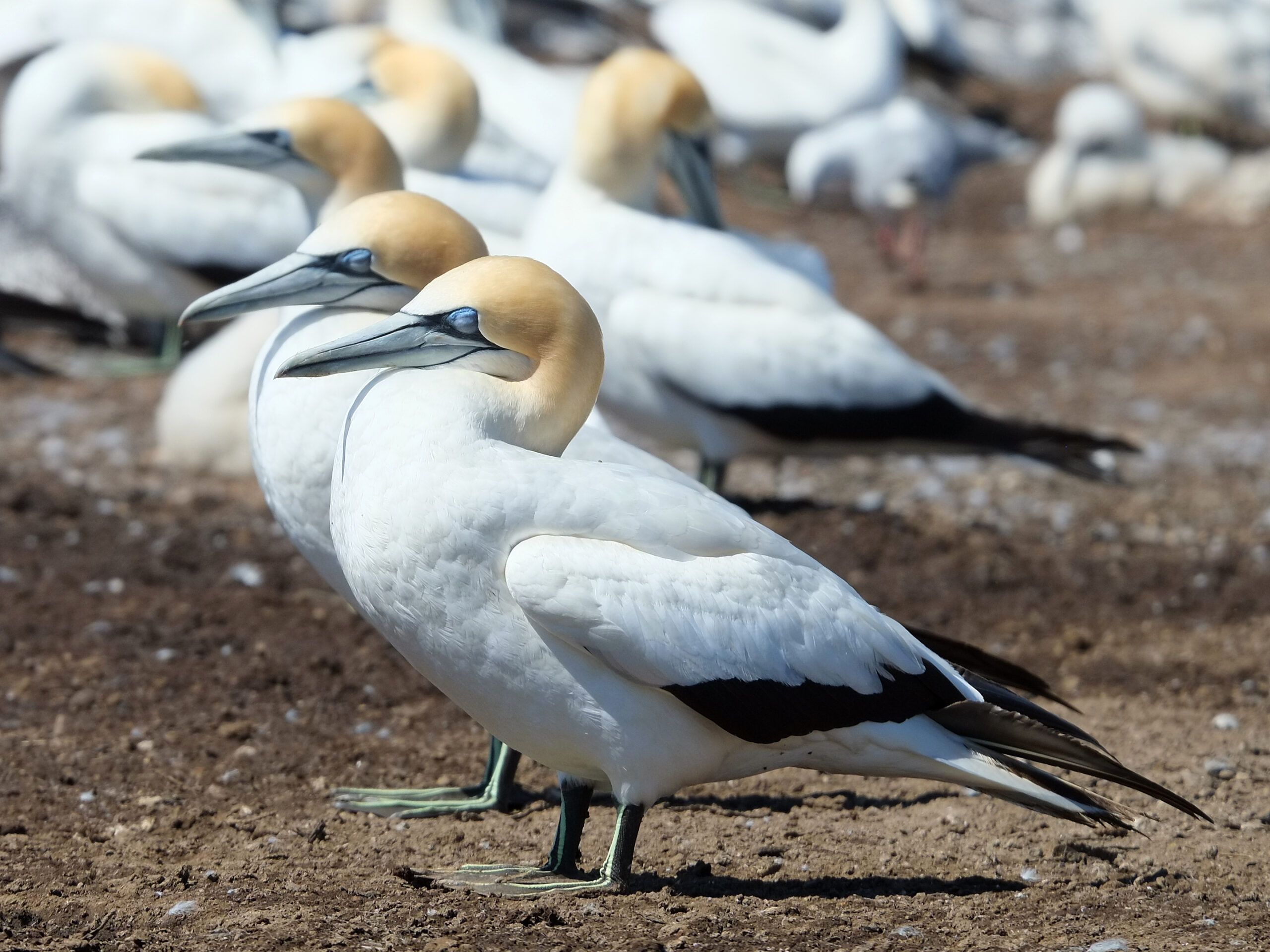 Three gannets sleeping