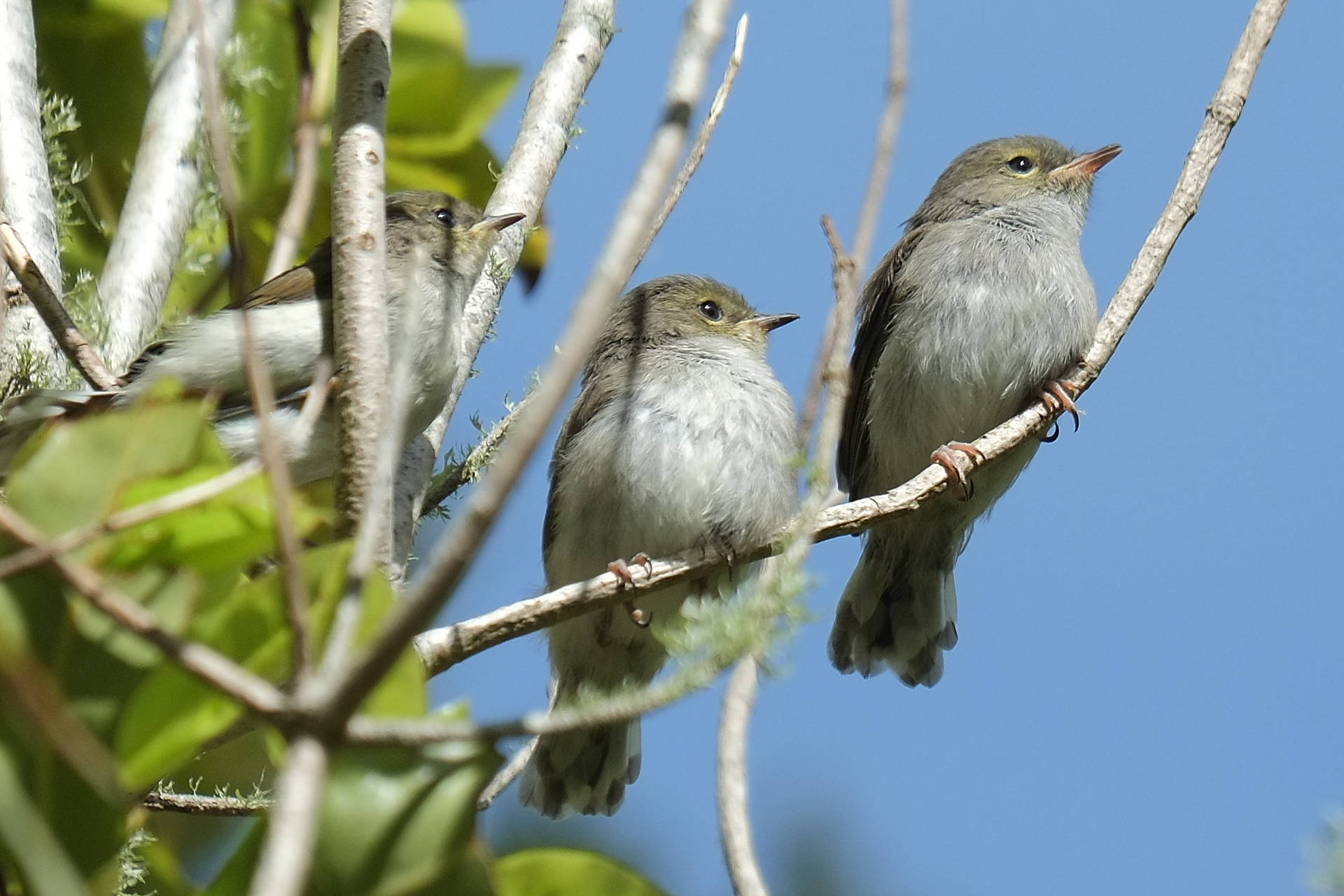 Three juvenile grey warbler chicks awaiting return of parent