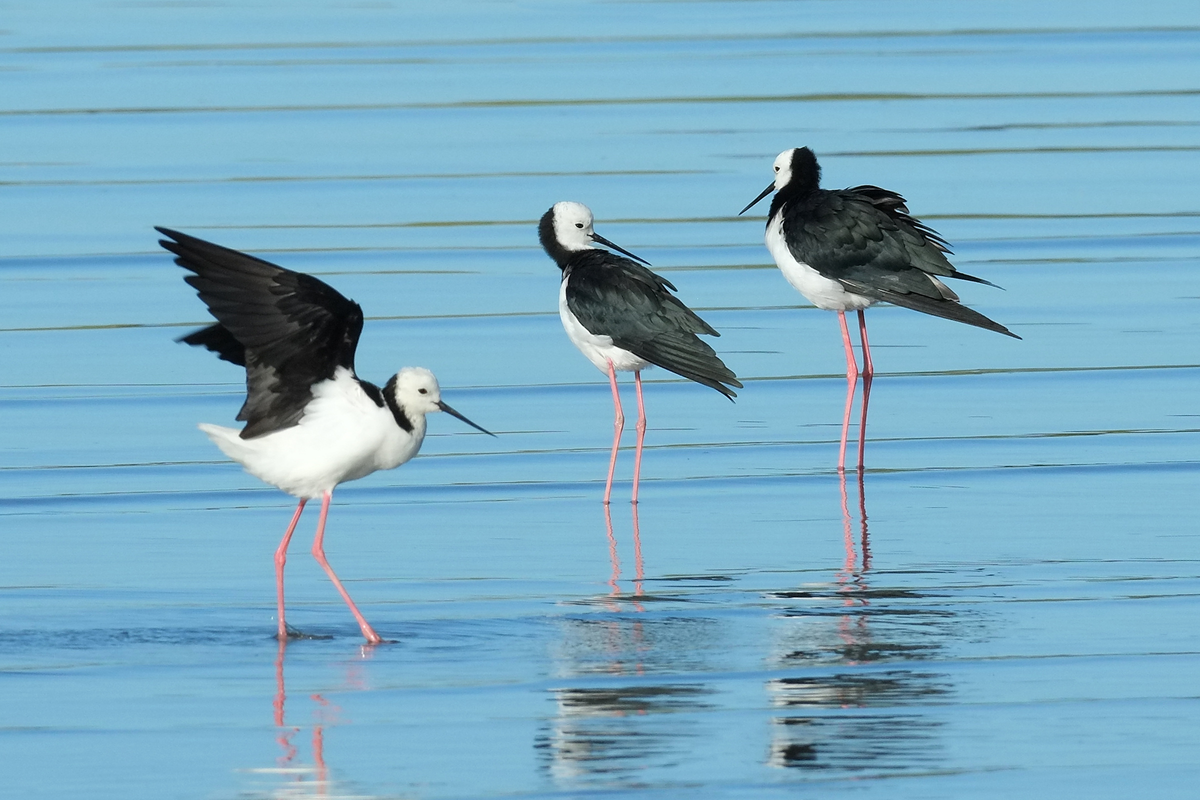 Three pied stilts standing in shallow water