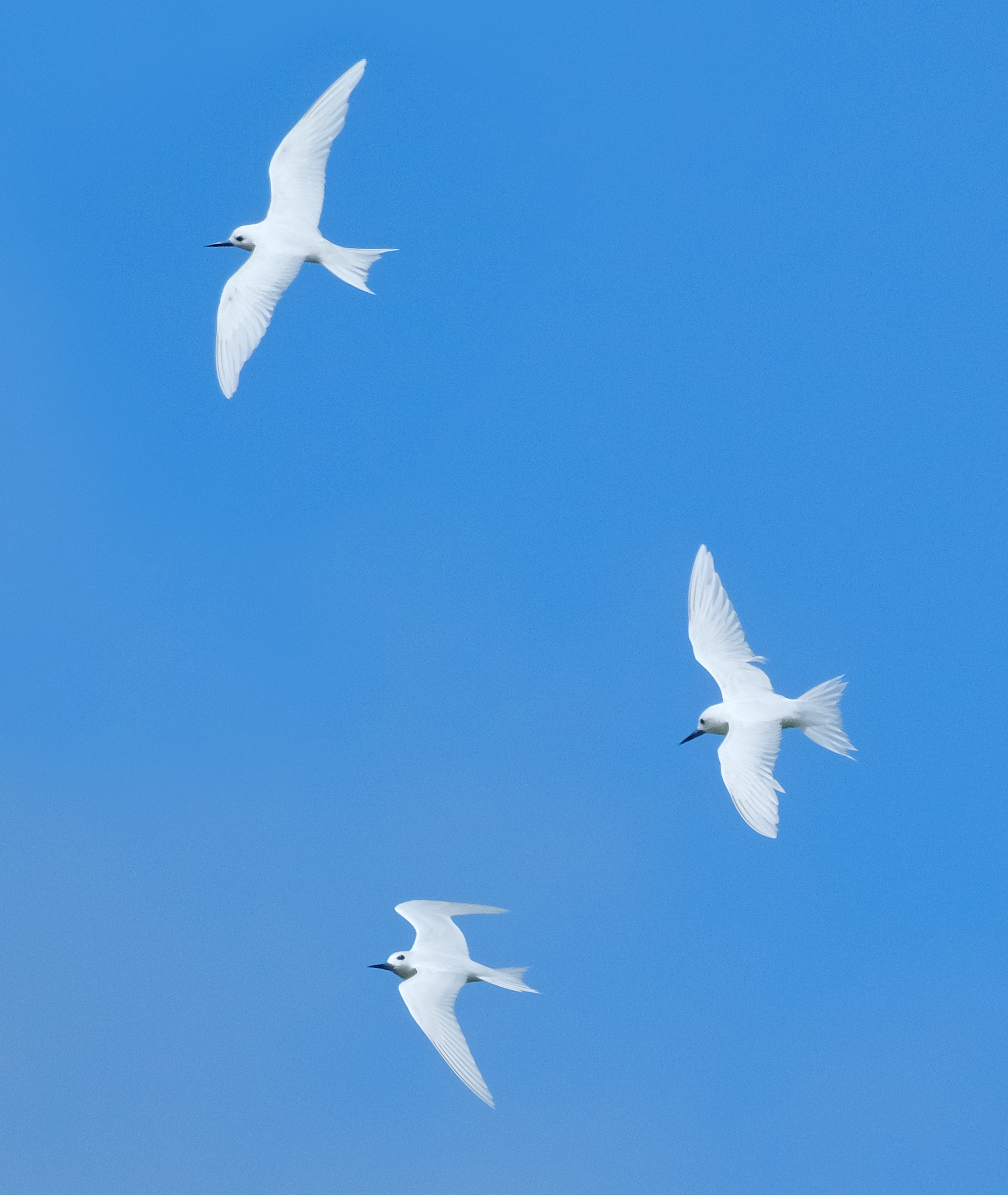 Three white terns flying against blue sky (Niue)