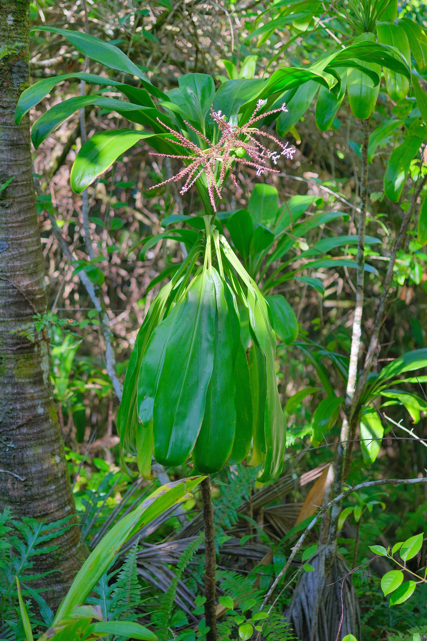 Ti plant (Cordyline fruticosa) in flower (Niue)