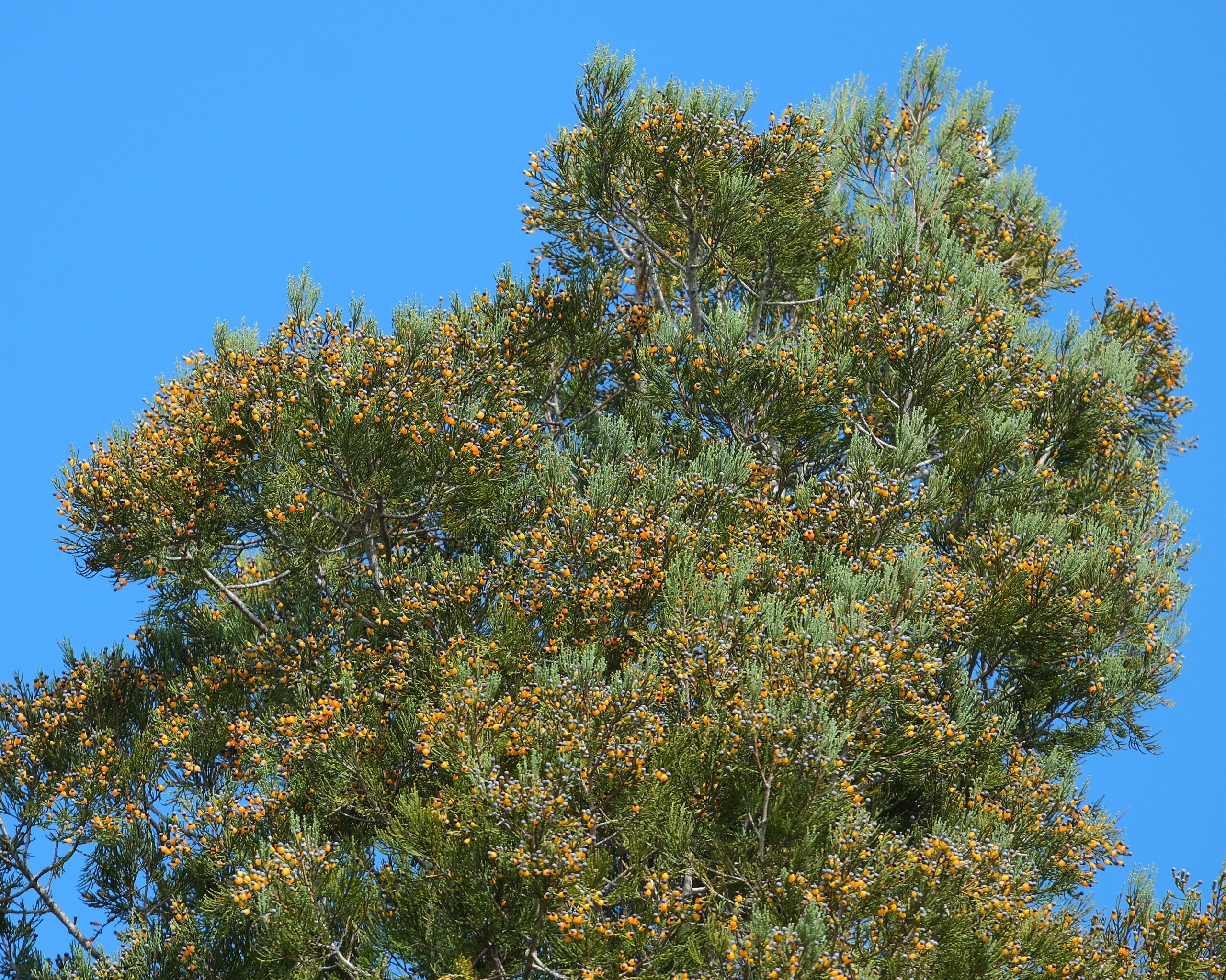 Top of kahikatea laden with unripe fruit