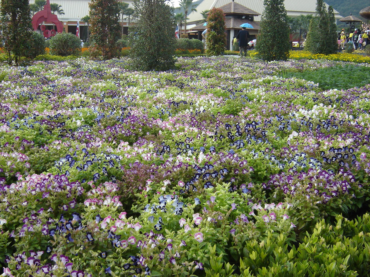Torenia flower bed in Royal Flora Expo 2006