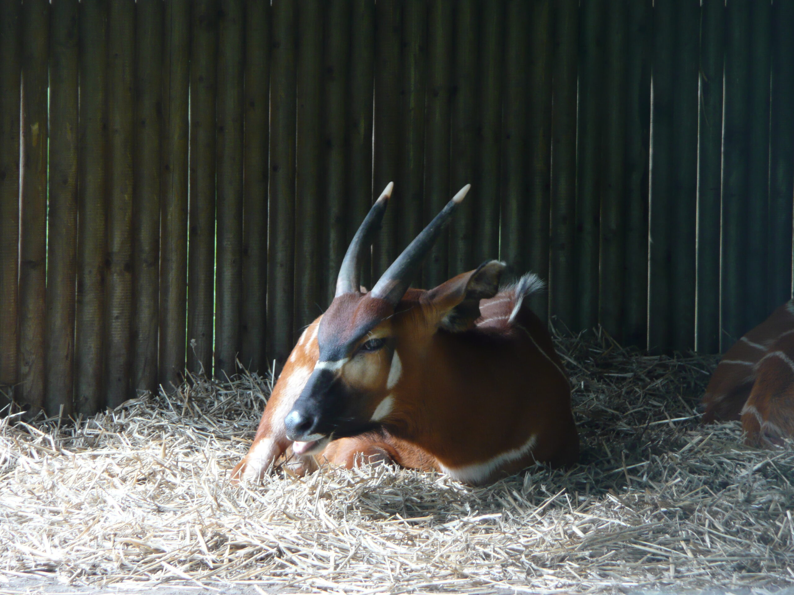 Tragelaphus eurycerus isaaci under shelter in Howletts Wild Animal Park
