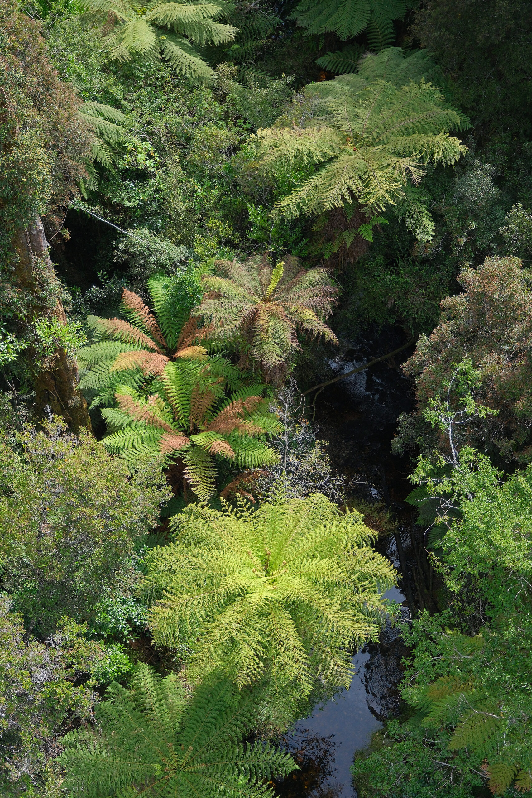 Tree ferns from above (Treetops Walkway)