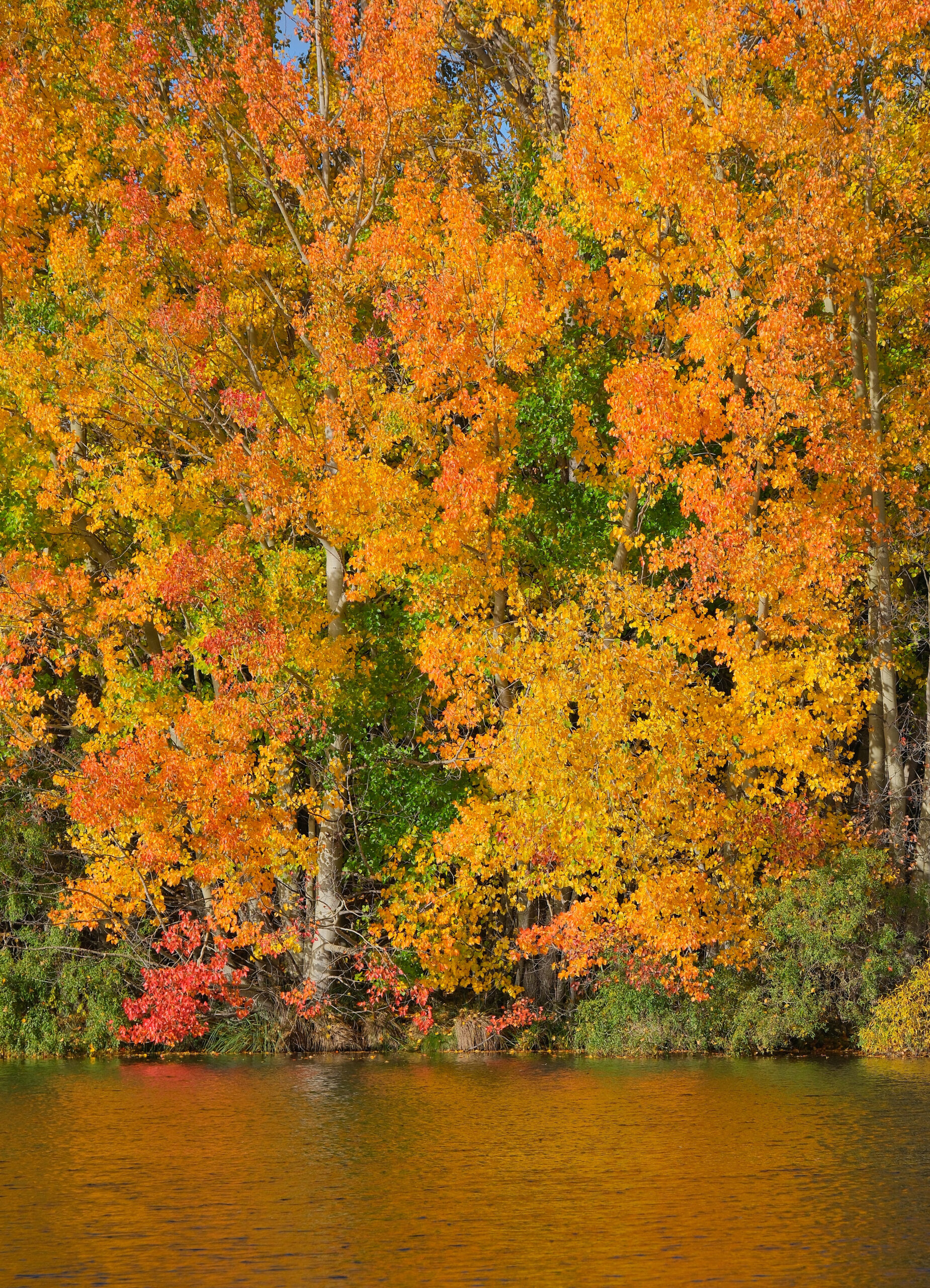 Trees in autumn colours at Kellands Pond