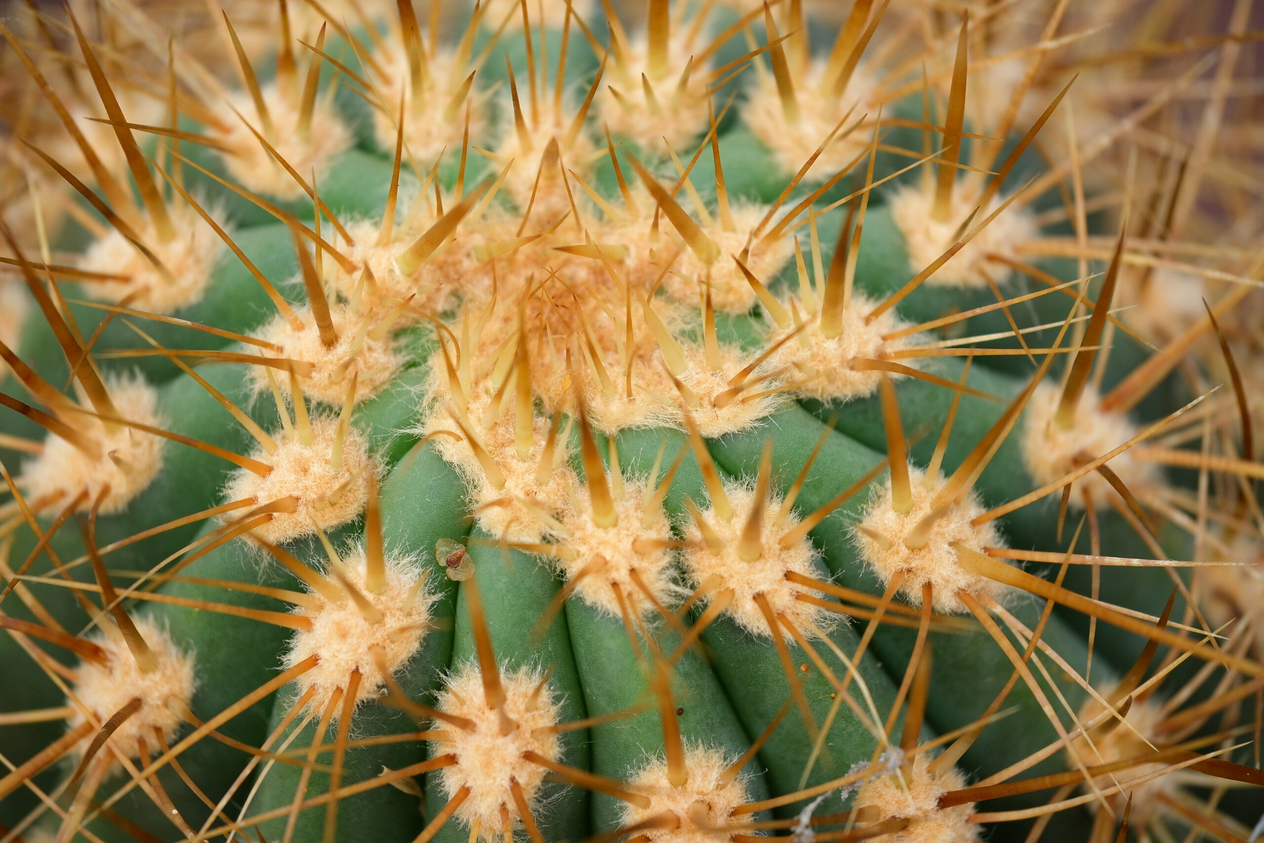 Trichocereus atacamensis close-up