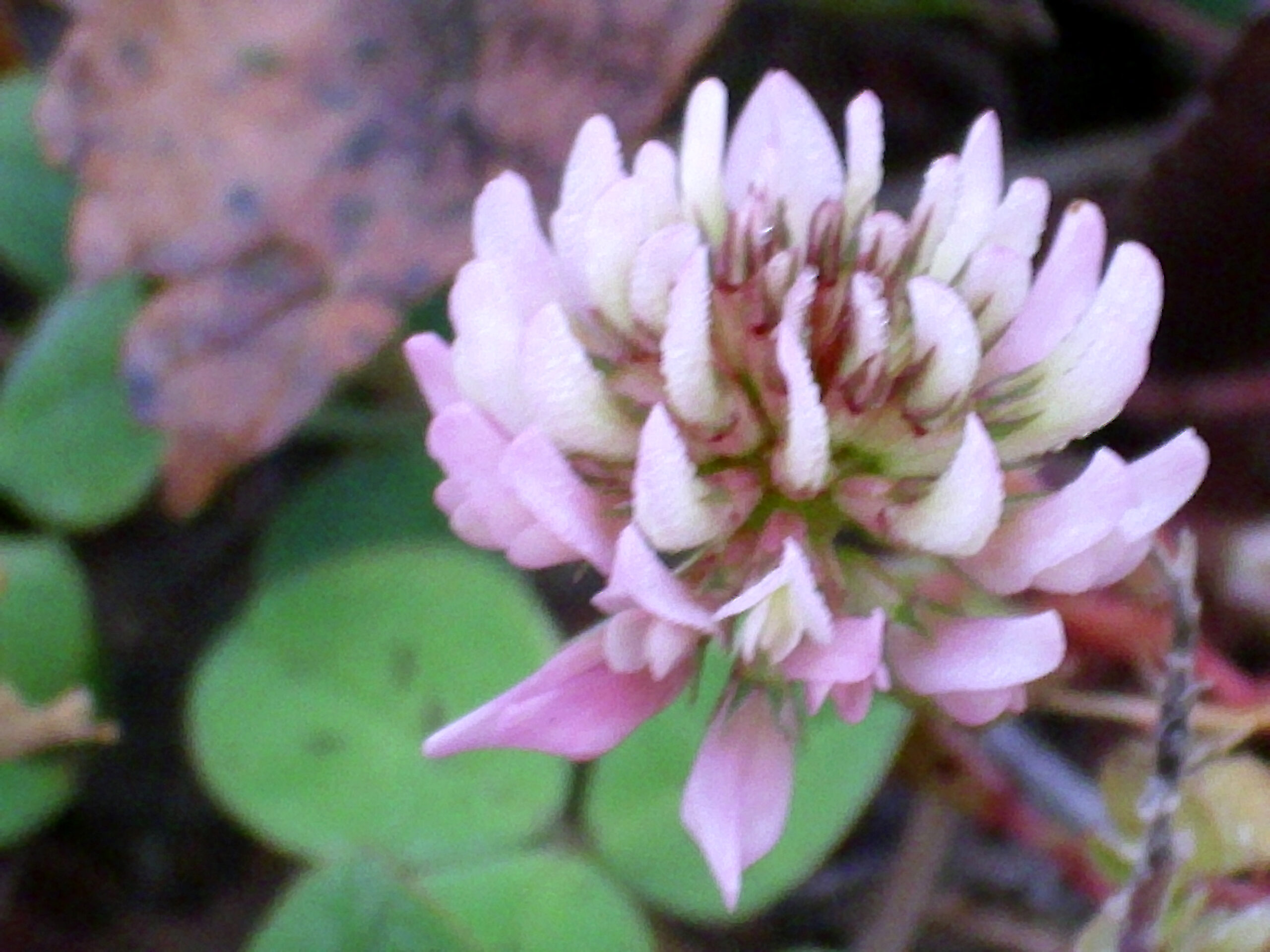 Trifolium repens InflorescenceCloseup 2009December13 DehesaBoyaldePuertollano