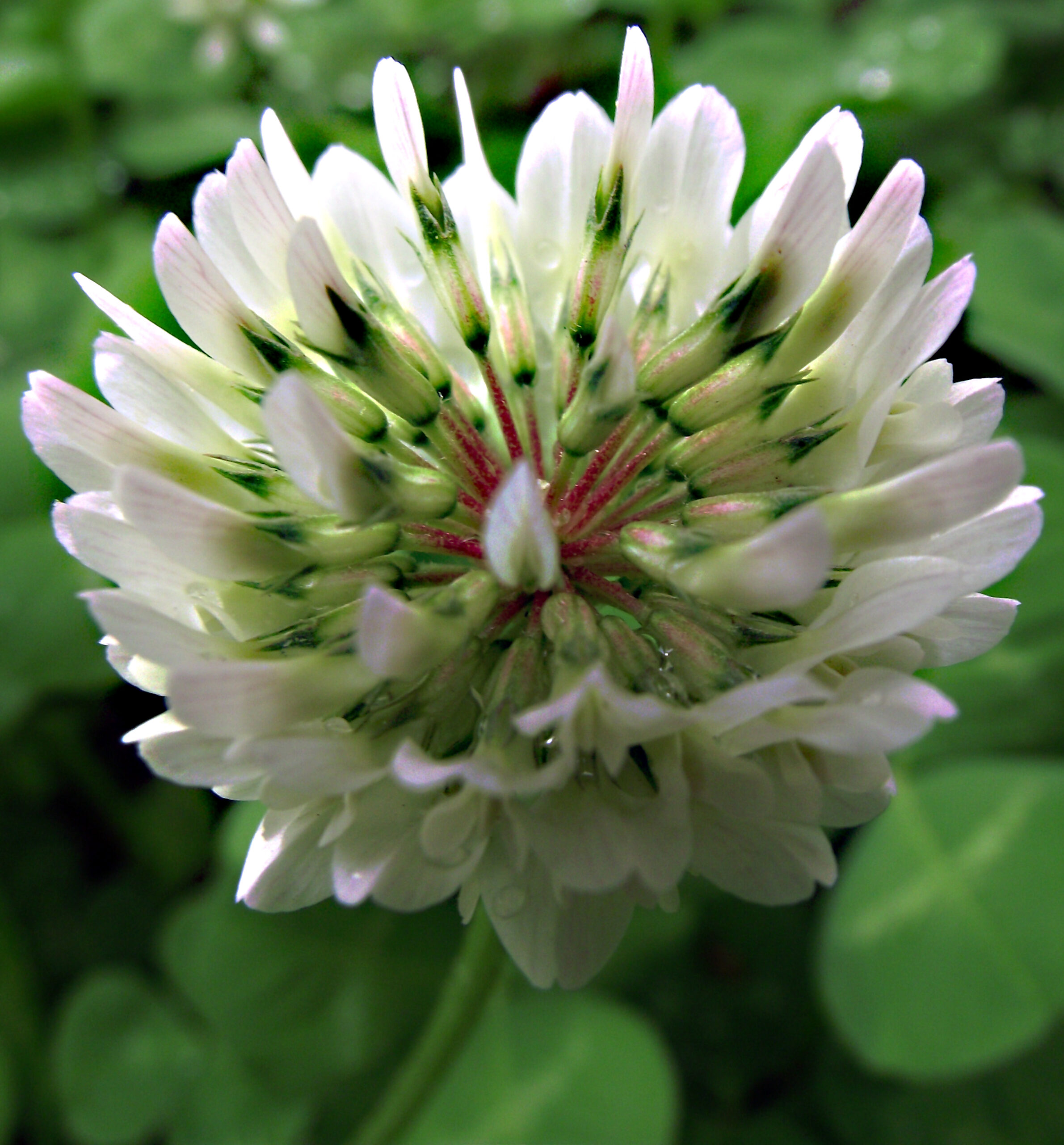 Trifolium repens flower April 2 2010