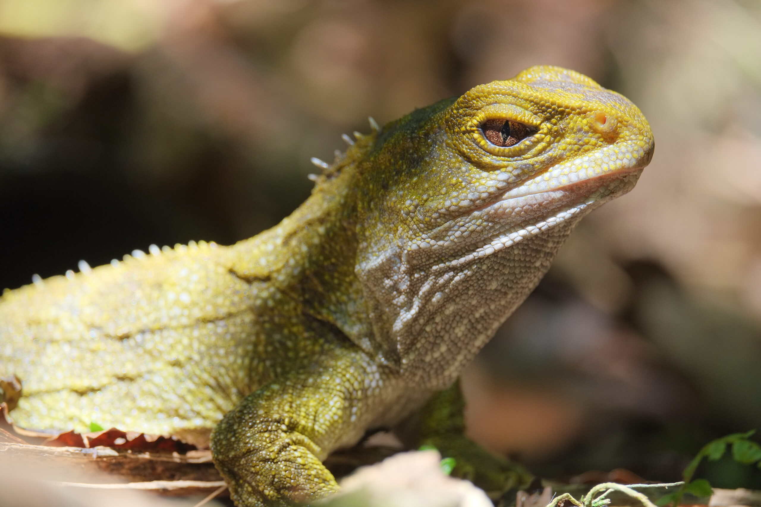 Tuatara basking in the sun close-up