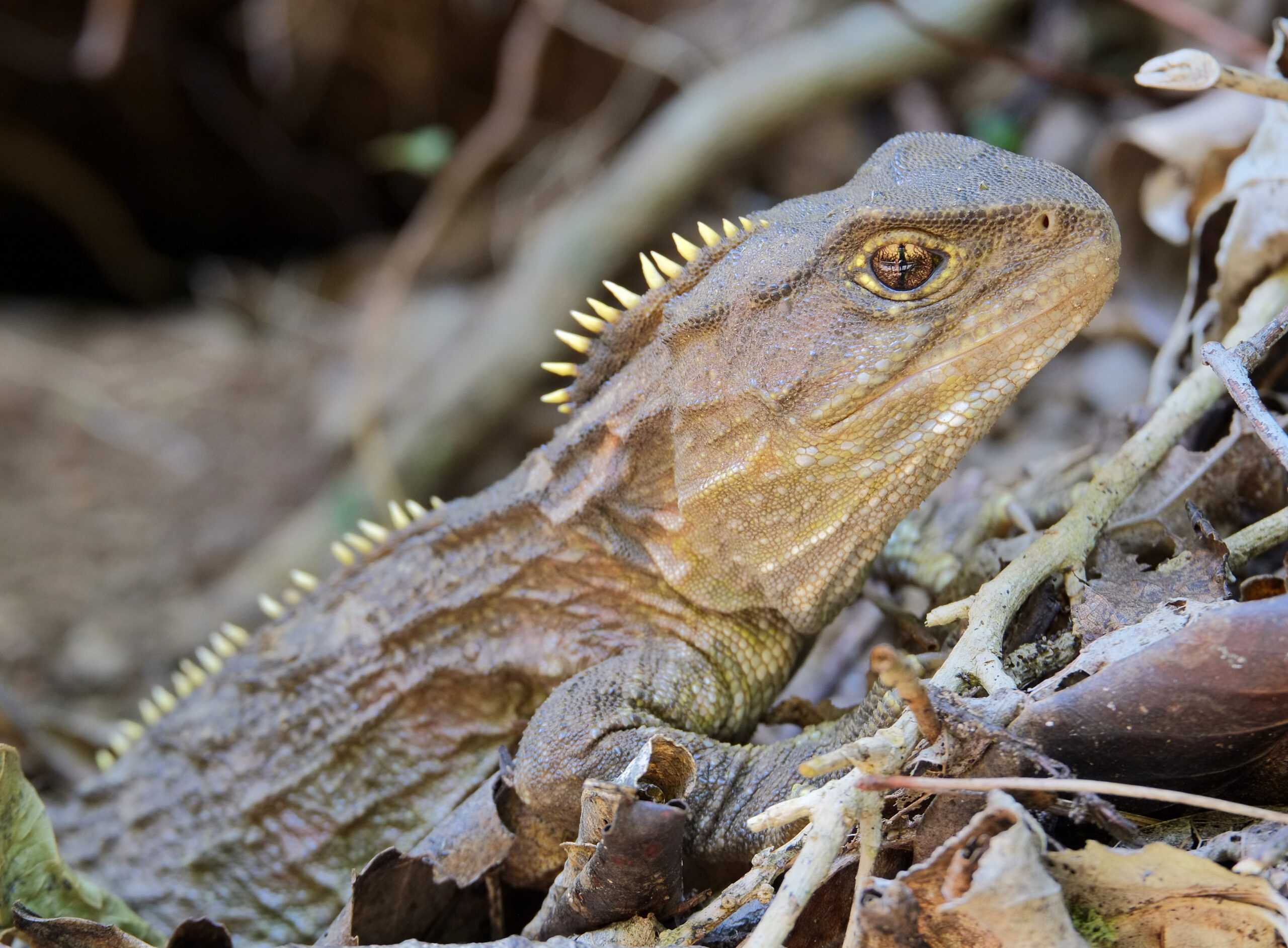 Tuatara sitting in leaf litter close-up