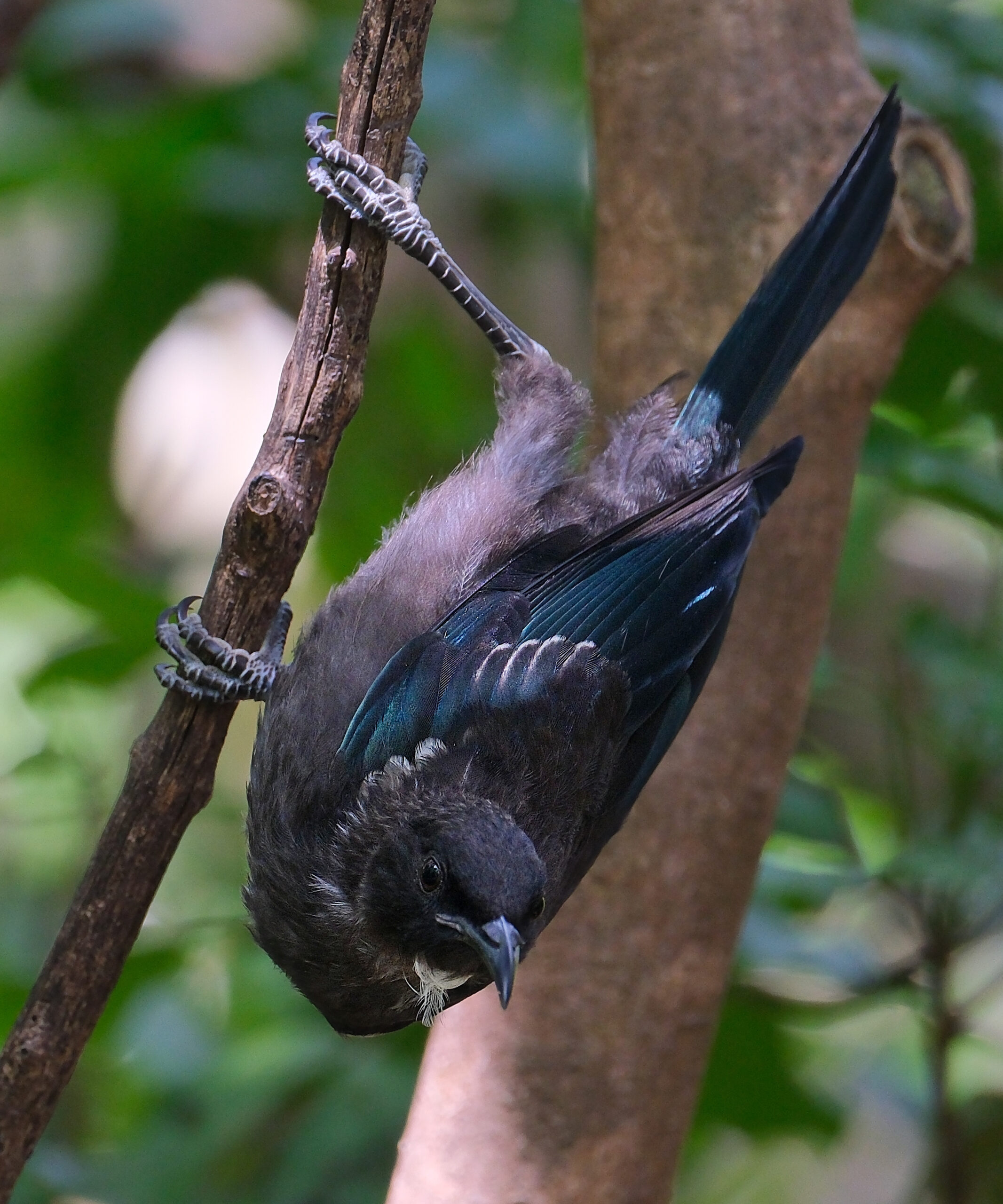 Tui clinging to a branch upside-down (Tiritiri Matangi)