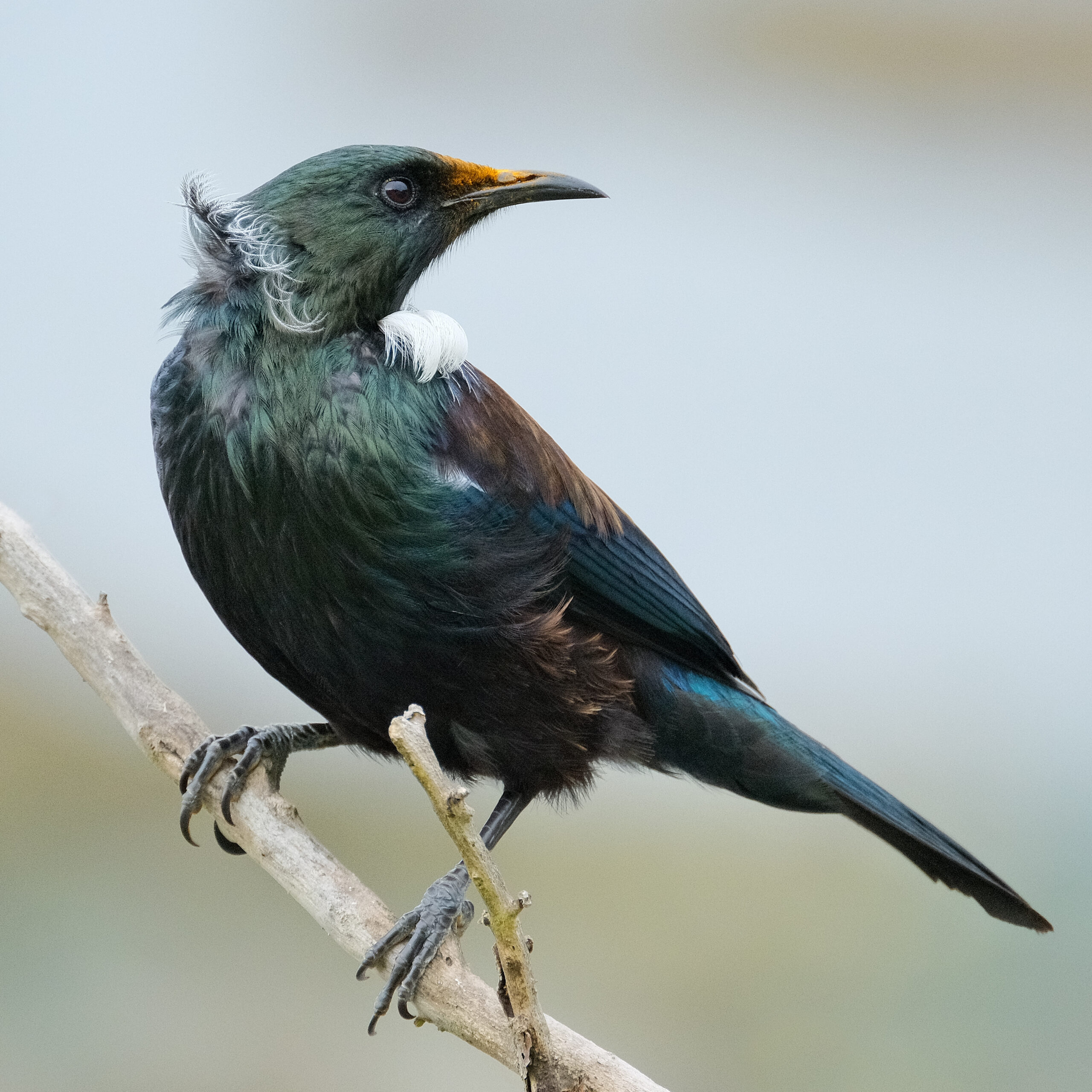 Tui perched on a branch, looking back
