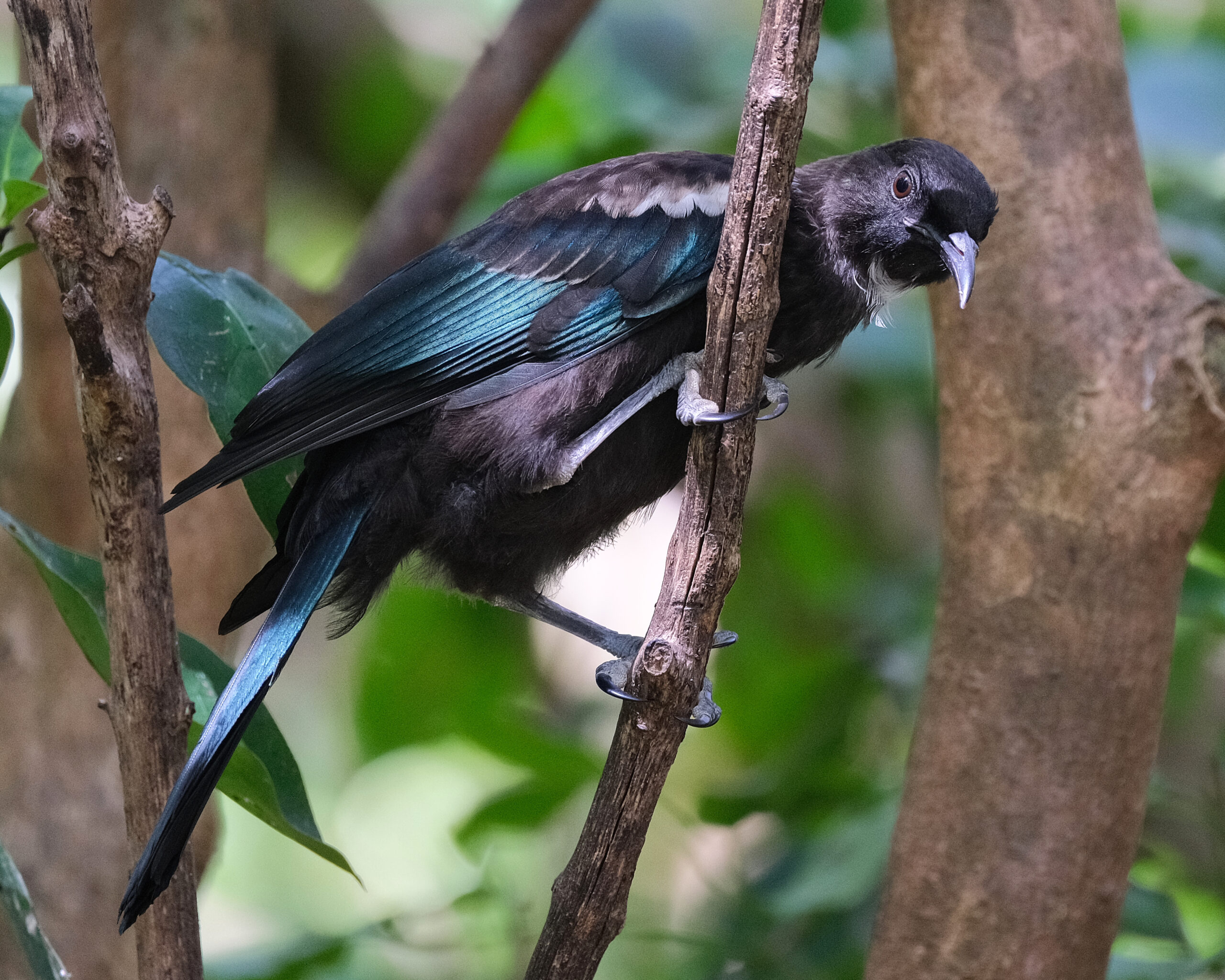 Tui perched on a branch (Tiritiri Matangi)