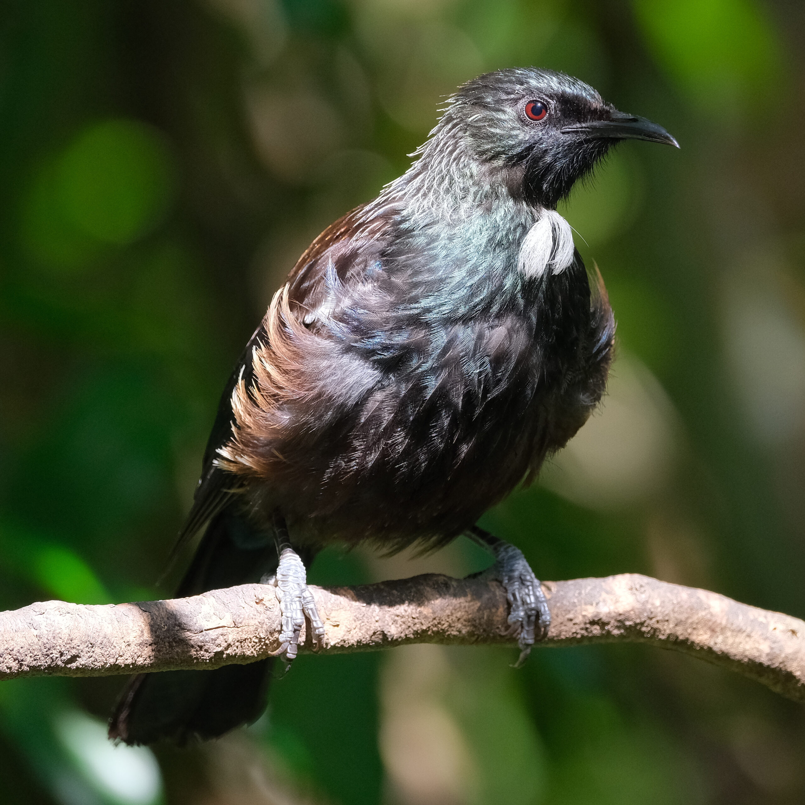 Tui perched on a branch in sunlight