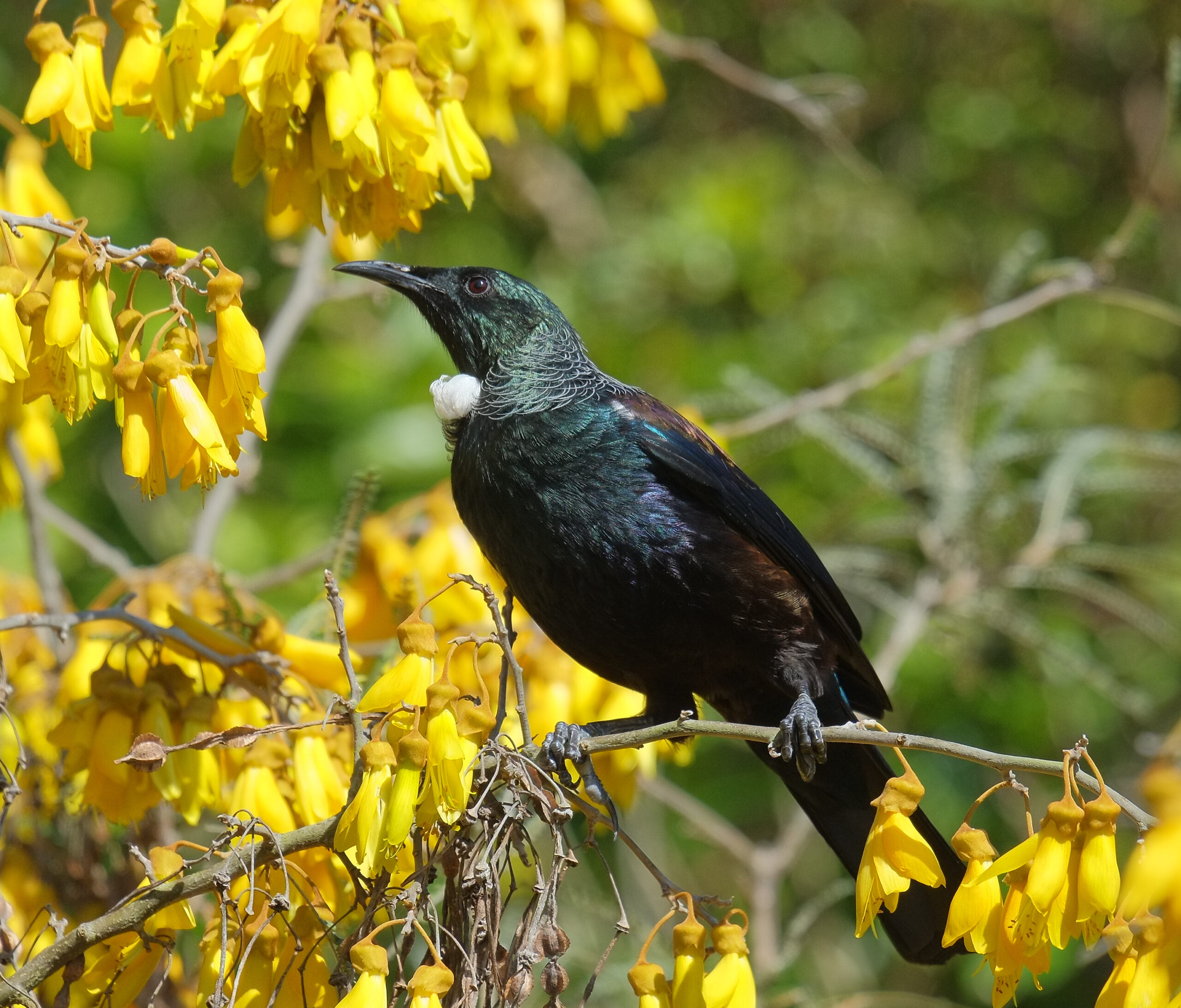Tui standing on kowhai in full flower