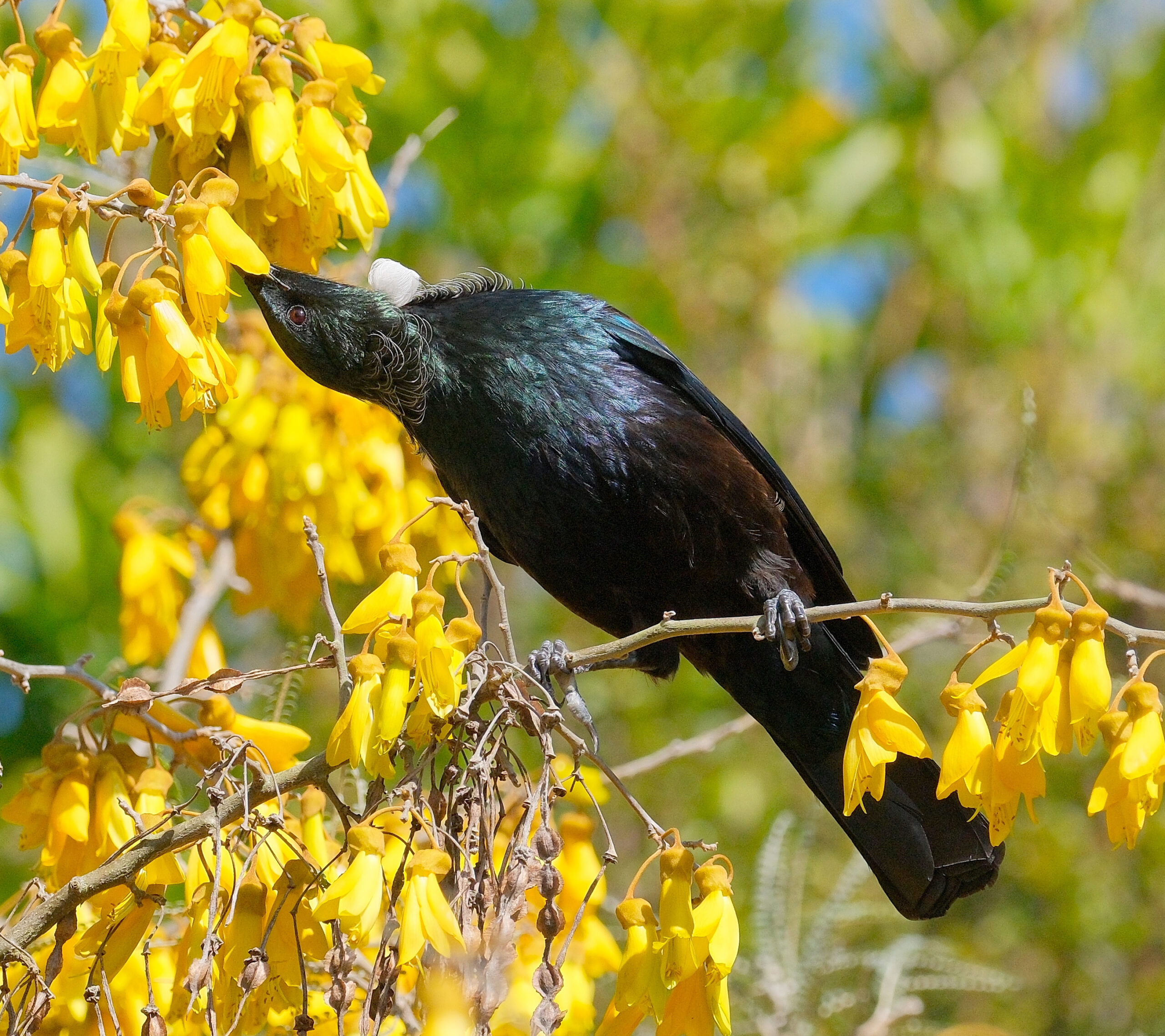 Tui twisting upside down to reach into a kowhai flower