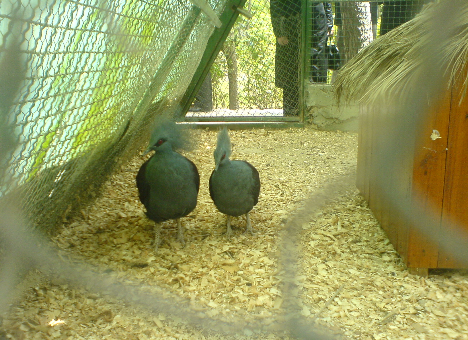 Two Goura cristata in Isfahan's birds' garden