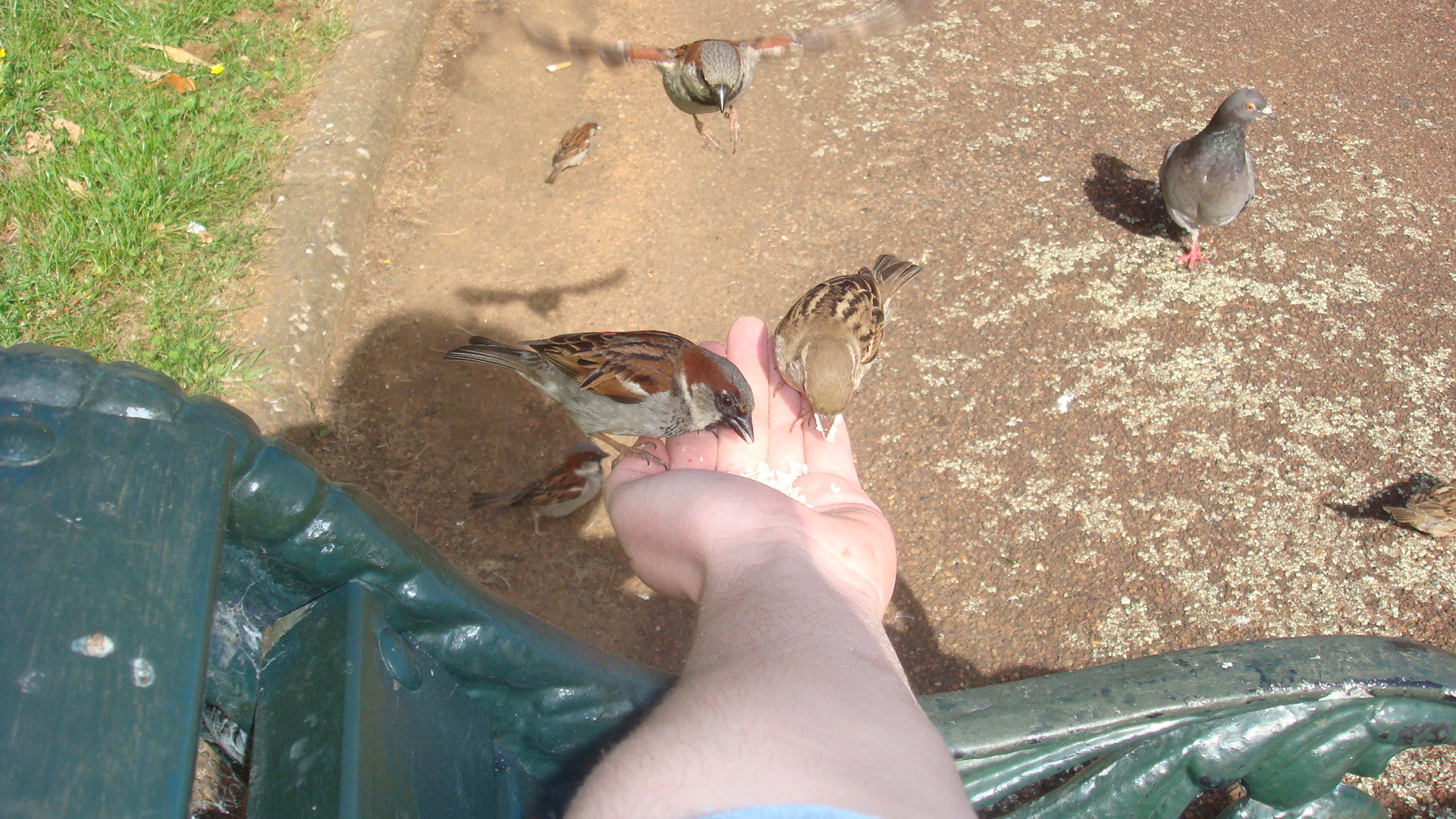 Two House Sparrows (Passer domesticus) feeding from hand