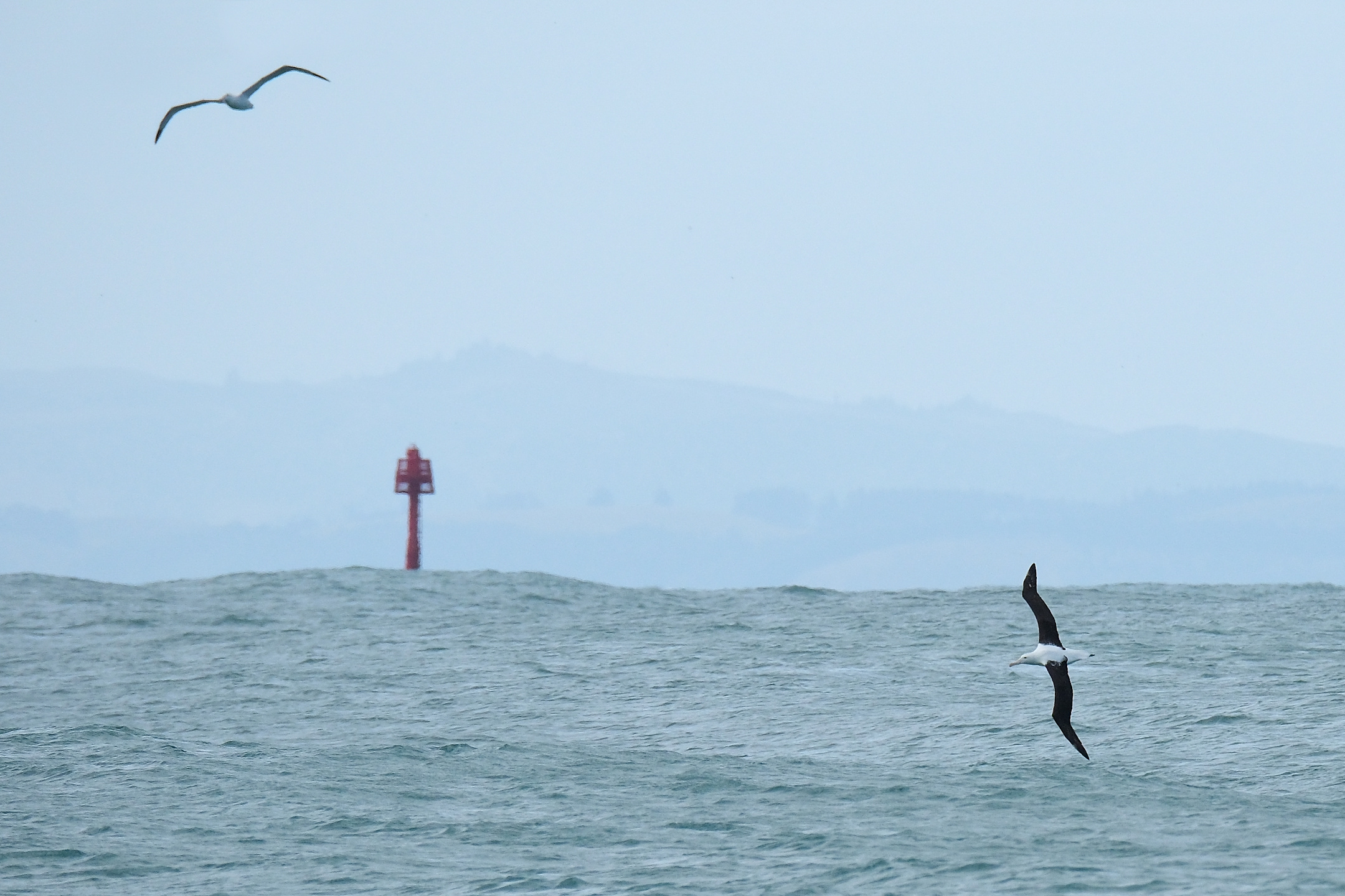 Two Northern Royal albatrosses flying above the sea