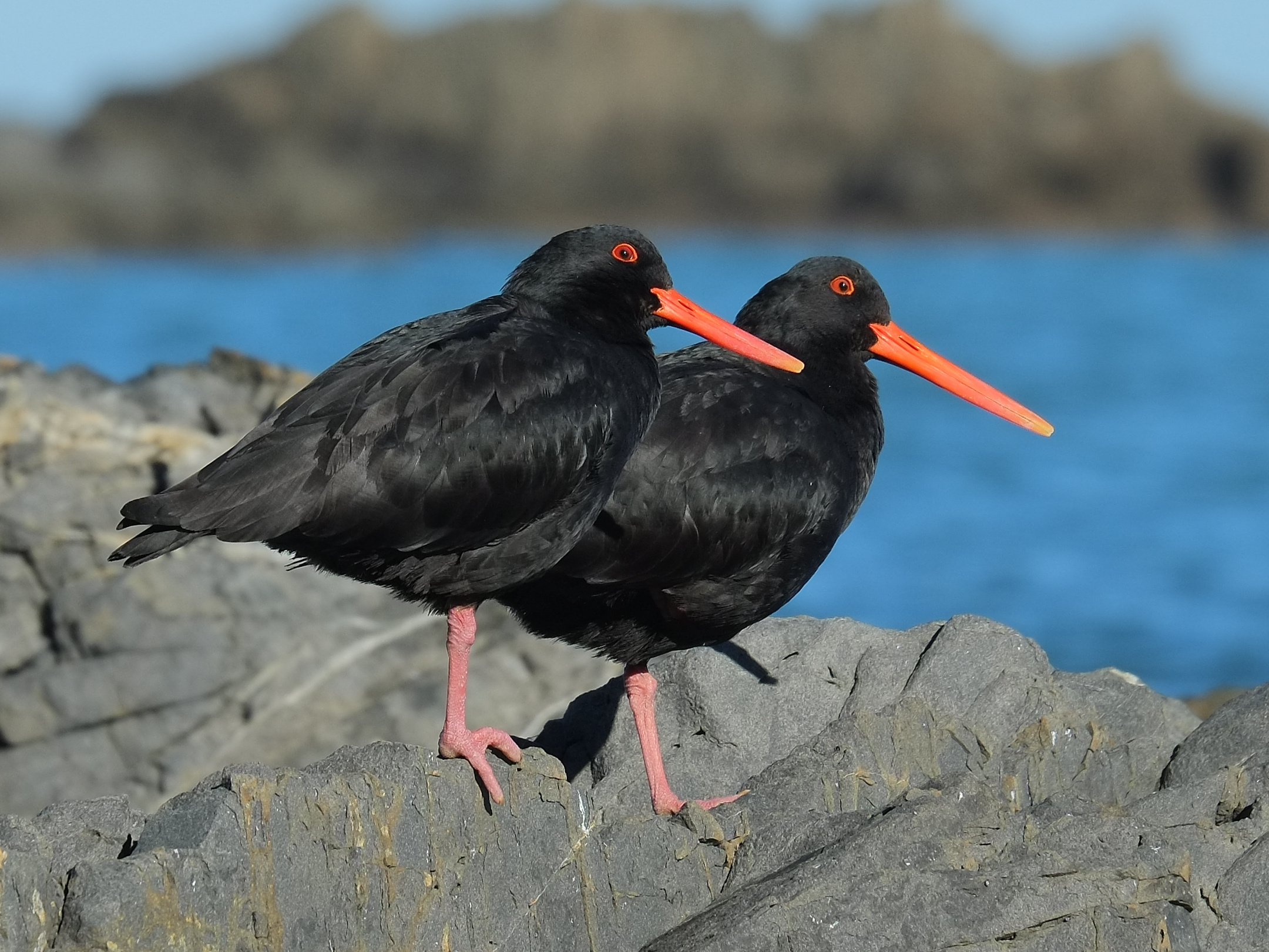 Two Variable Oystercatchers standing close to each other on top of rock on foreshore