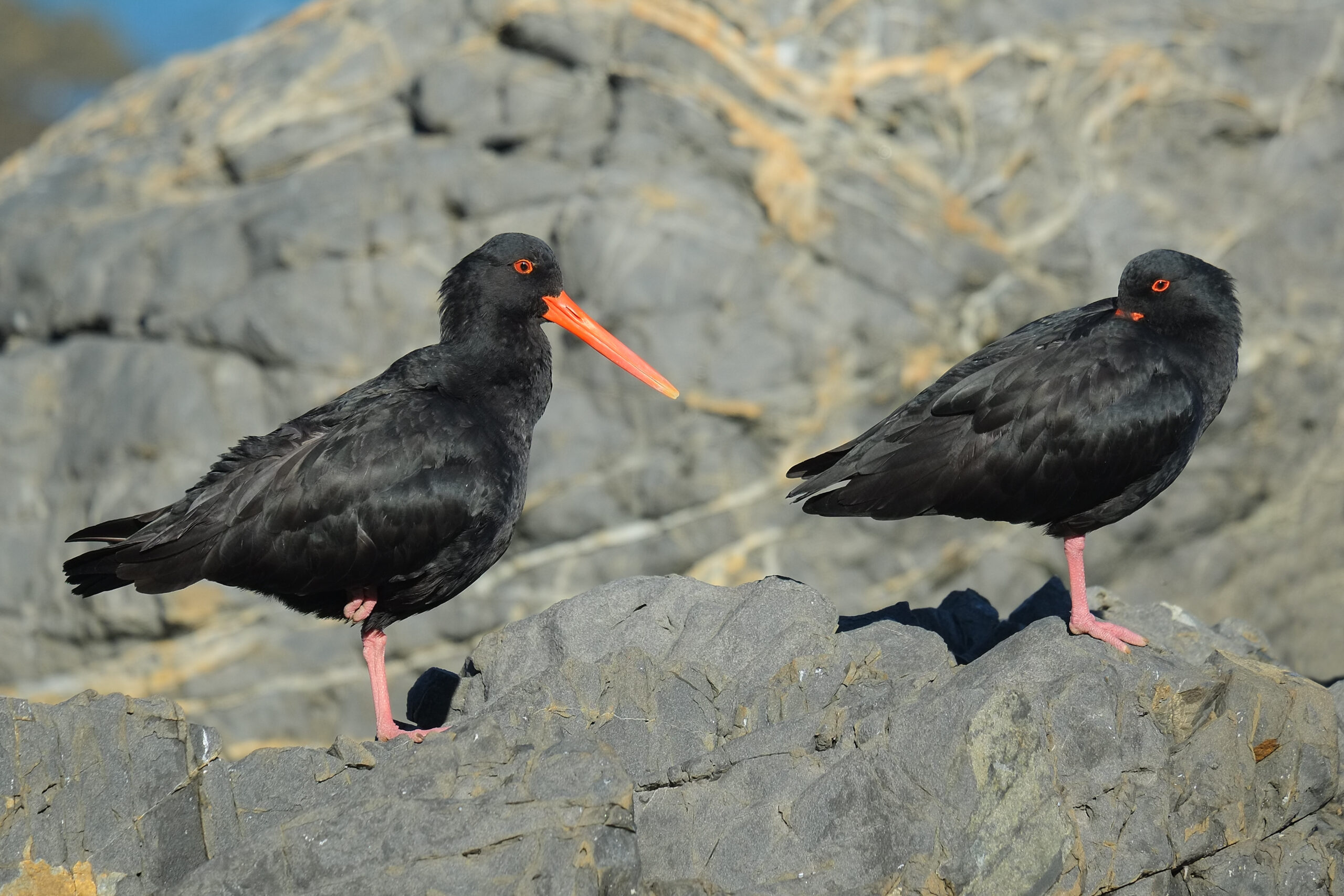 Two Variable Oystercatchers standing on grey rocks, one with beak tucked in