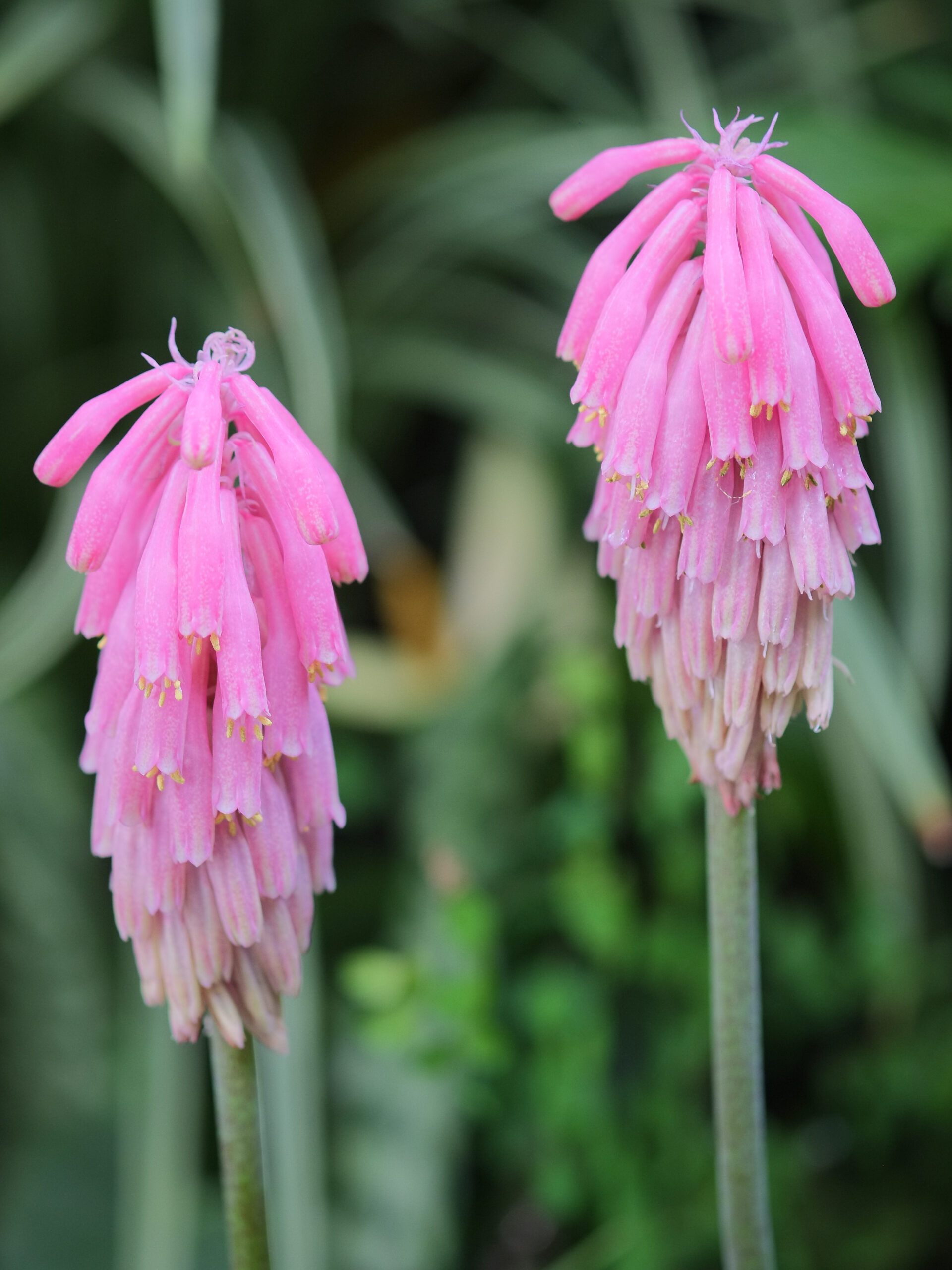 Two Veltheimia capensis inflorescences