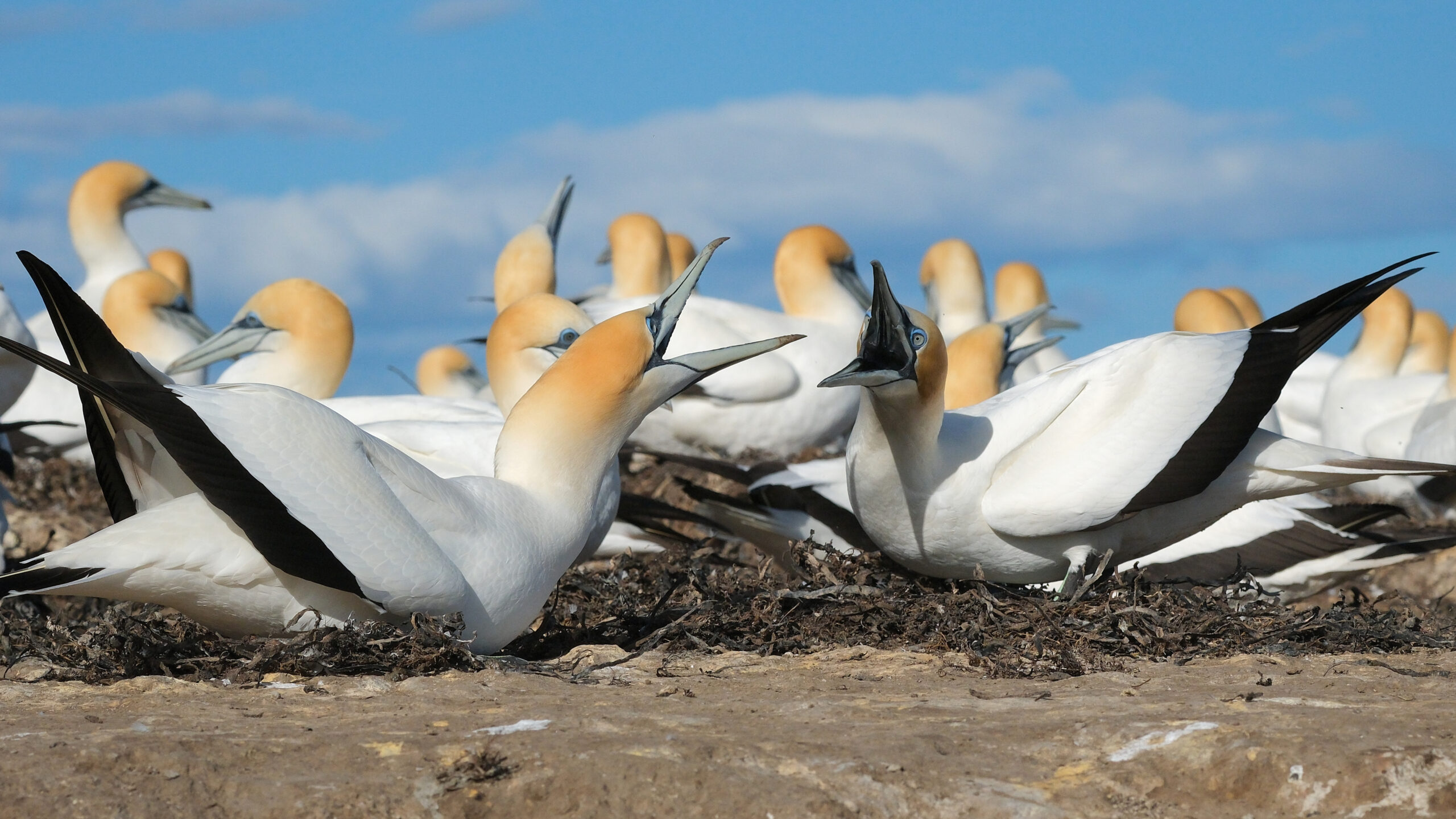 Two gannets squawking at each other