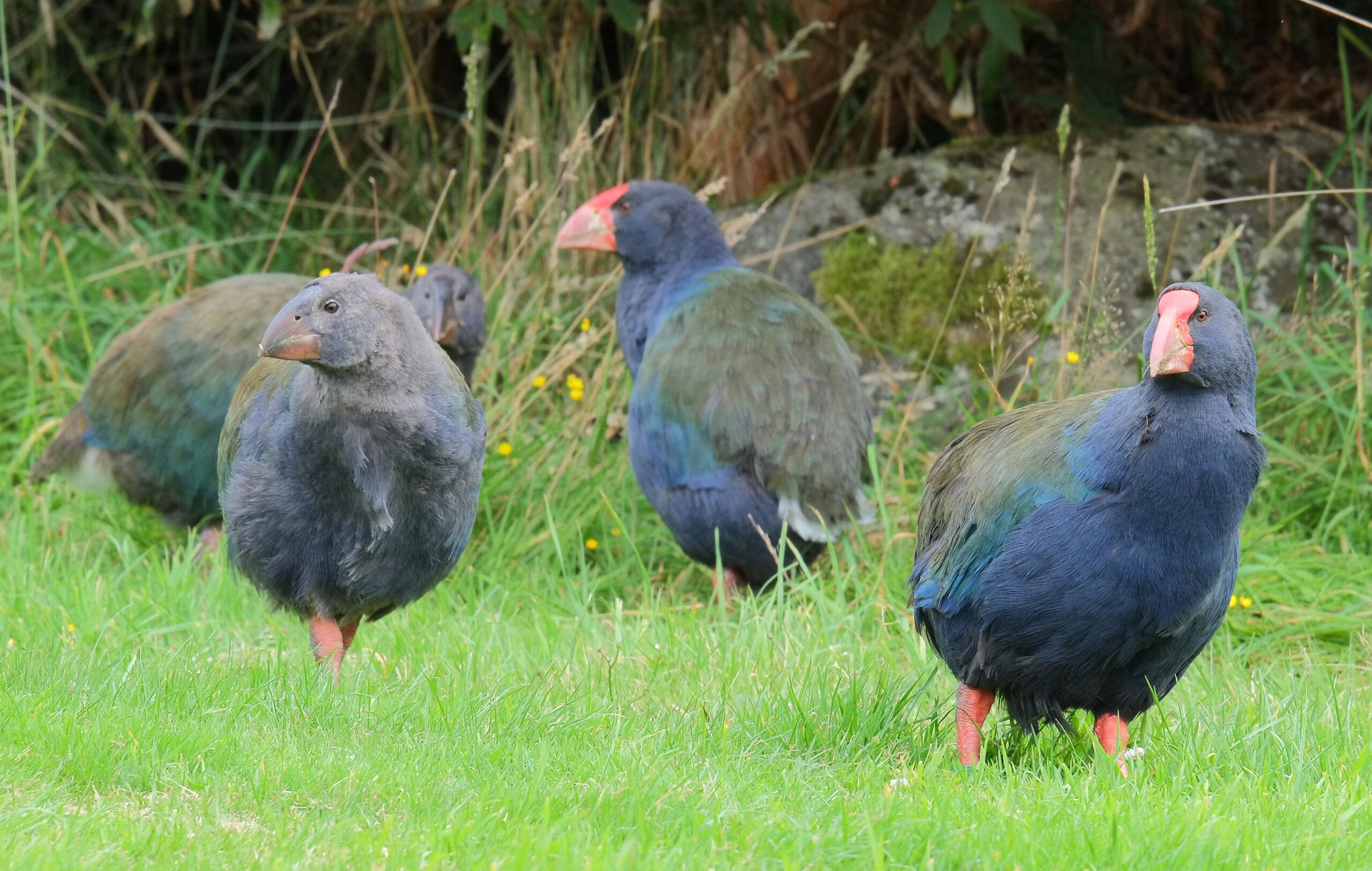Two juvenile and two adult takahe standing on grass
