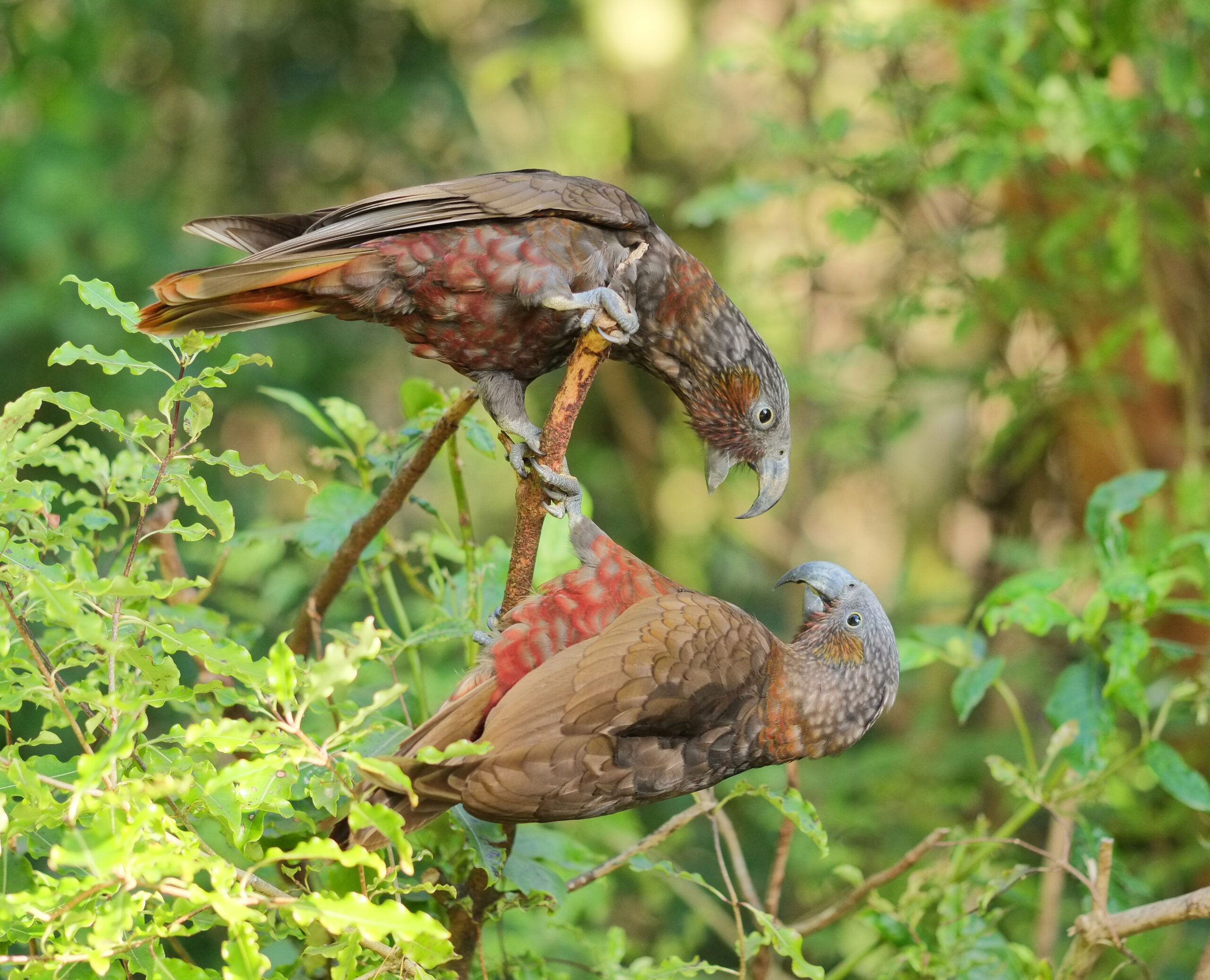 Two kaka squabbling while clinging to branch